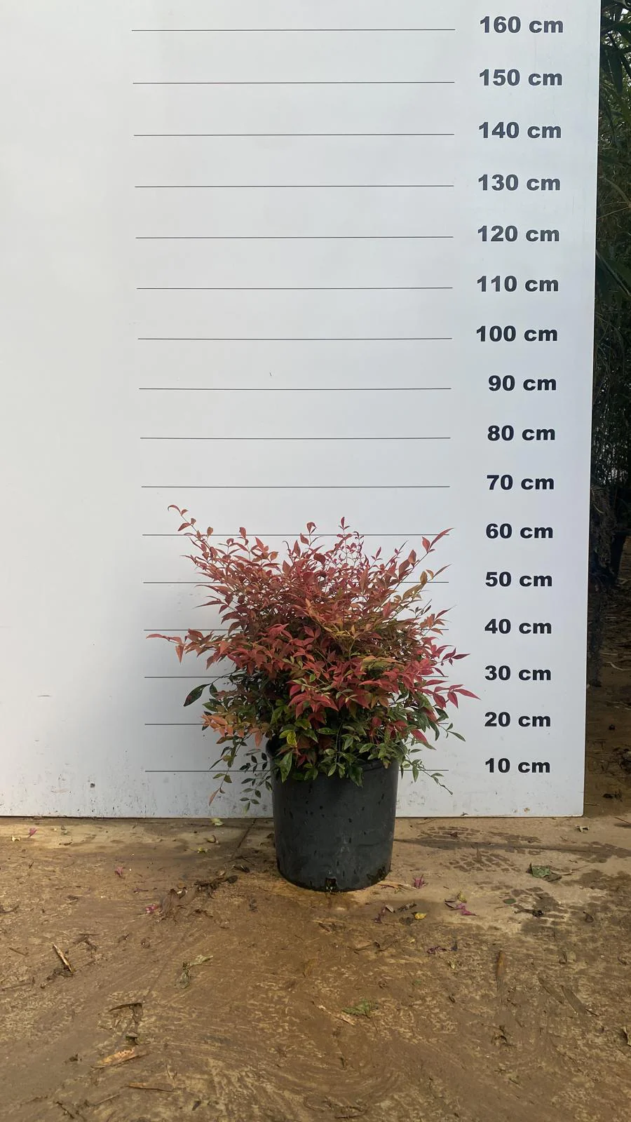 Bambou Sacré (Nandina Domestica) - Image 8