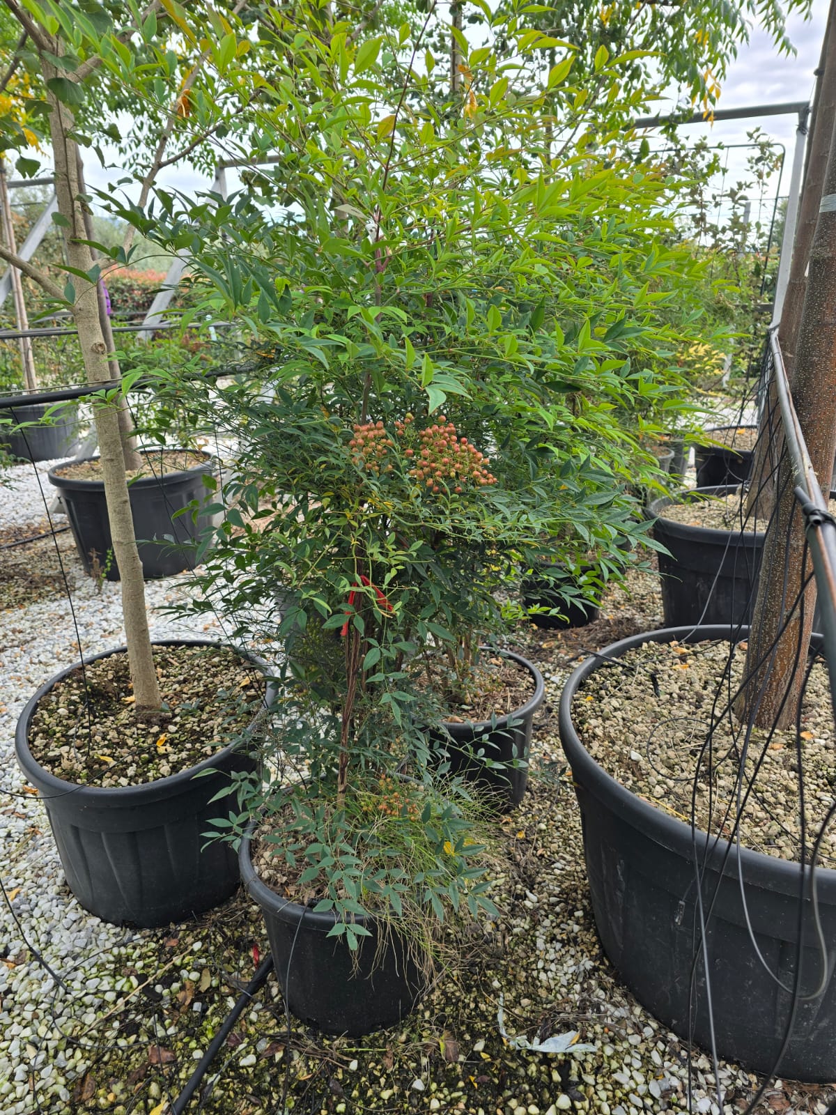 Bambou Sacré (Nandina Domestica) - Image 9
