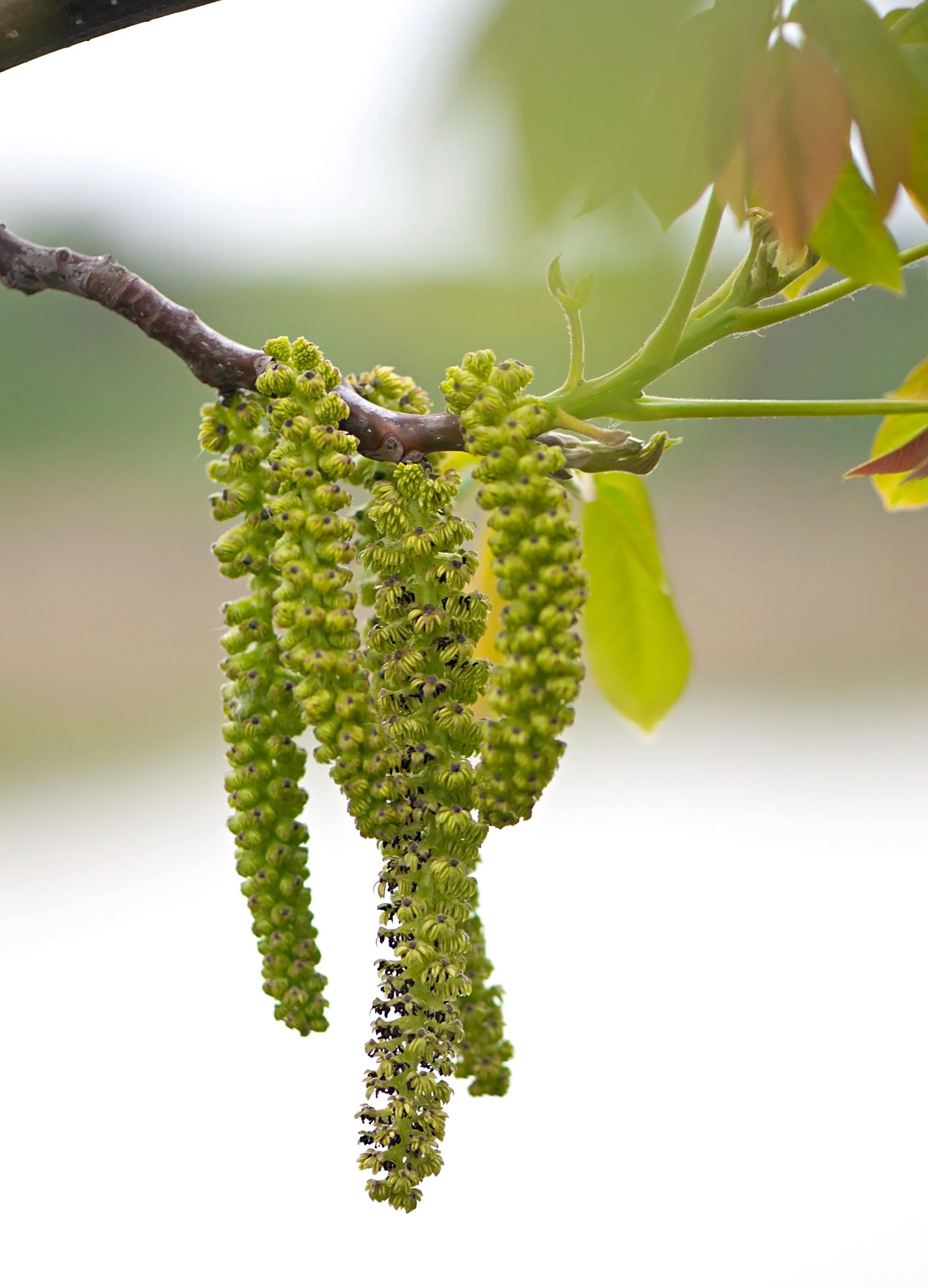 Noyer (Juglans) en Demi-tige - Image 3