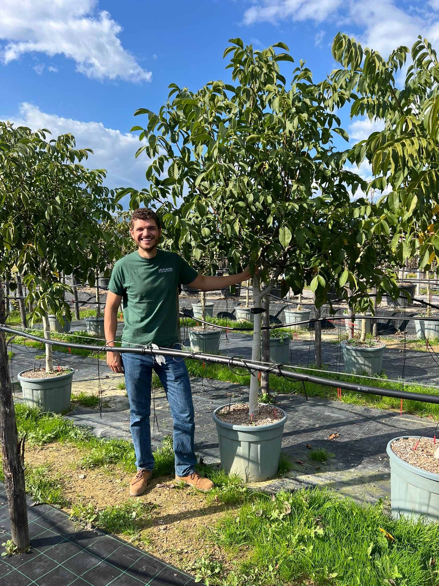 Noyer (Juglans) en Demi-tige - Image 7