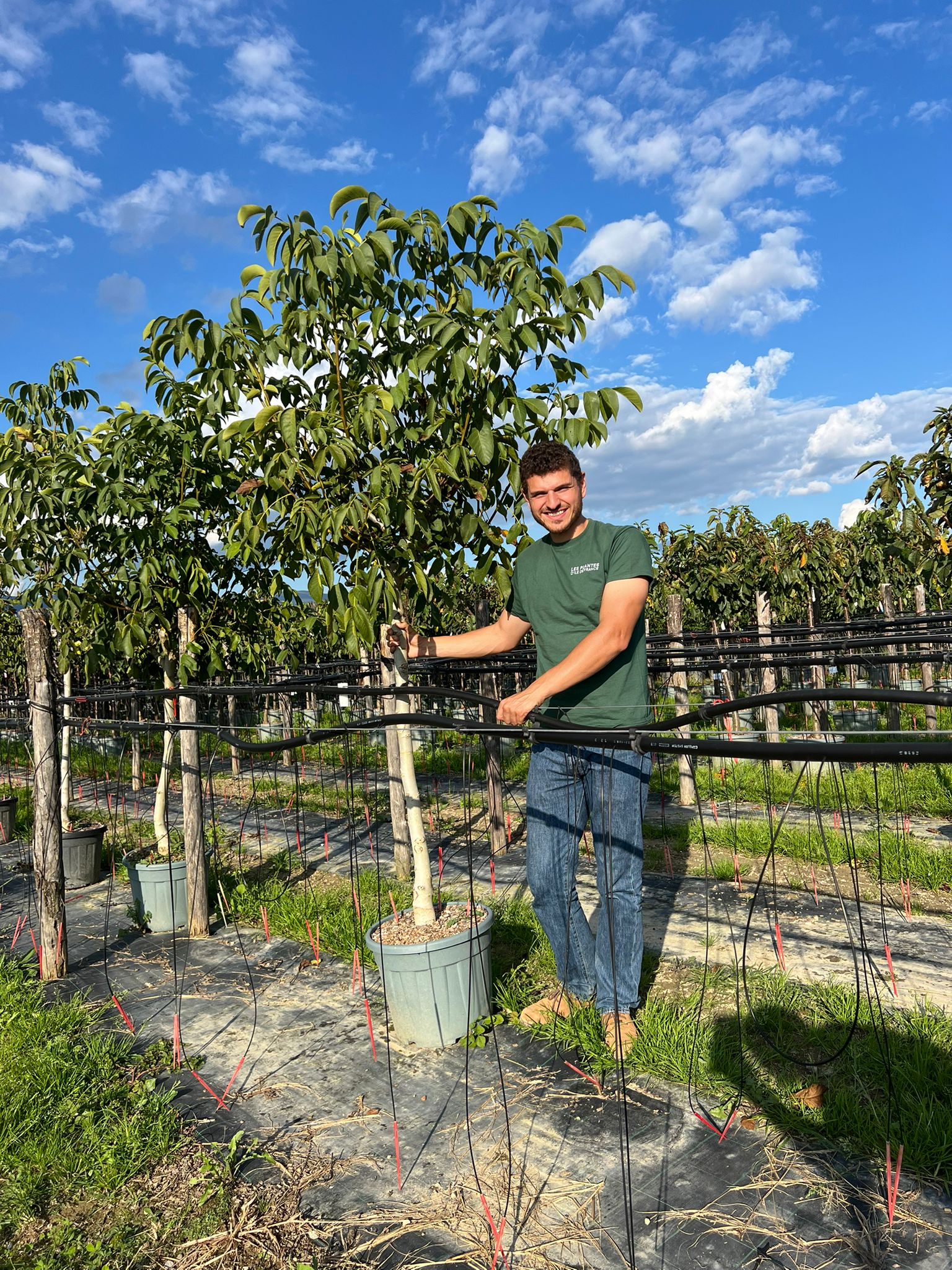 Noyer (Juglans) en Demi-tige - Image 8