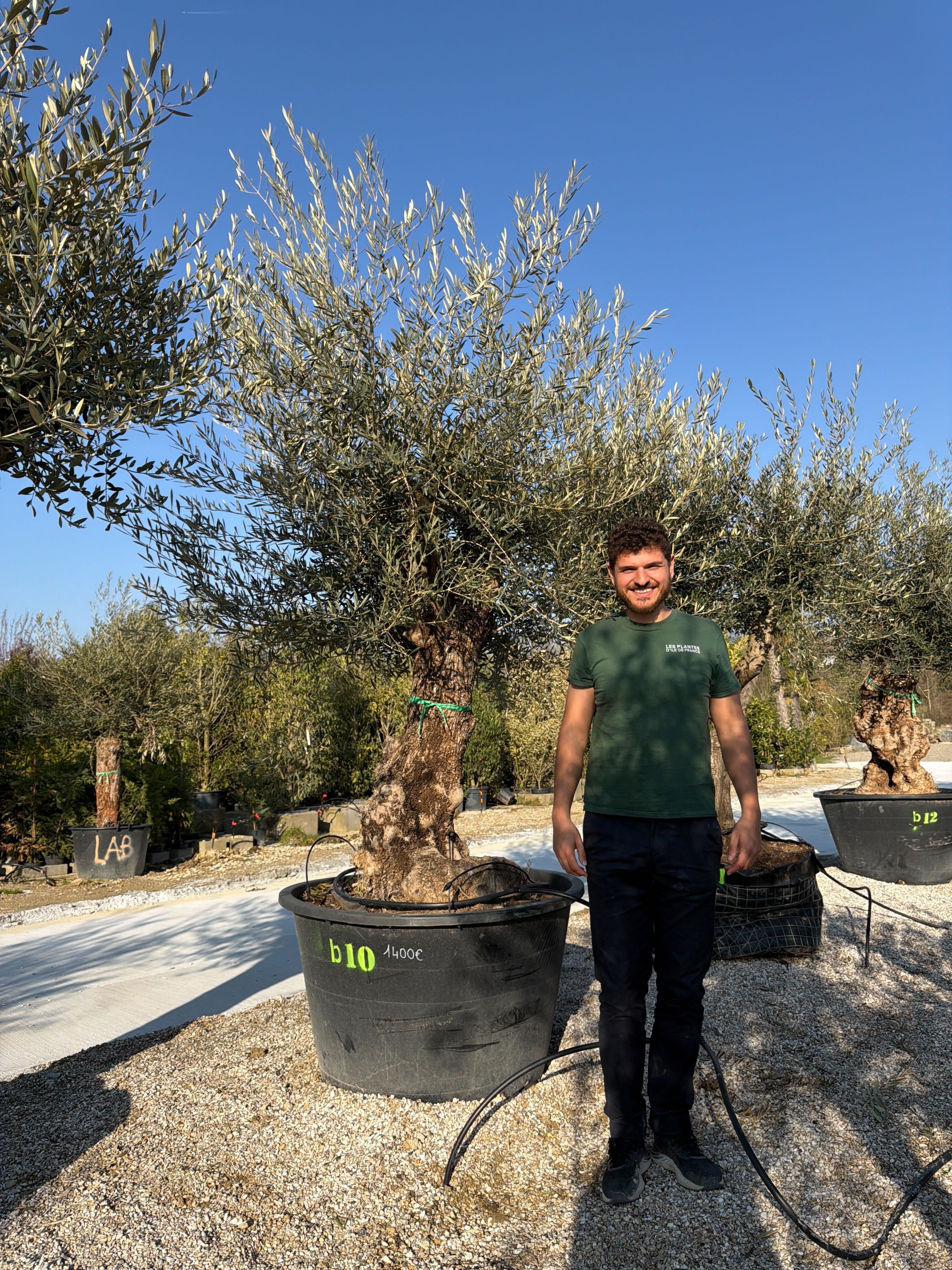 Olivier (Olea Europaea) - Image 100