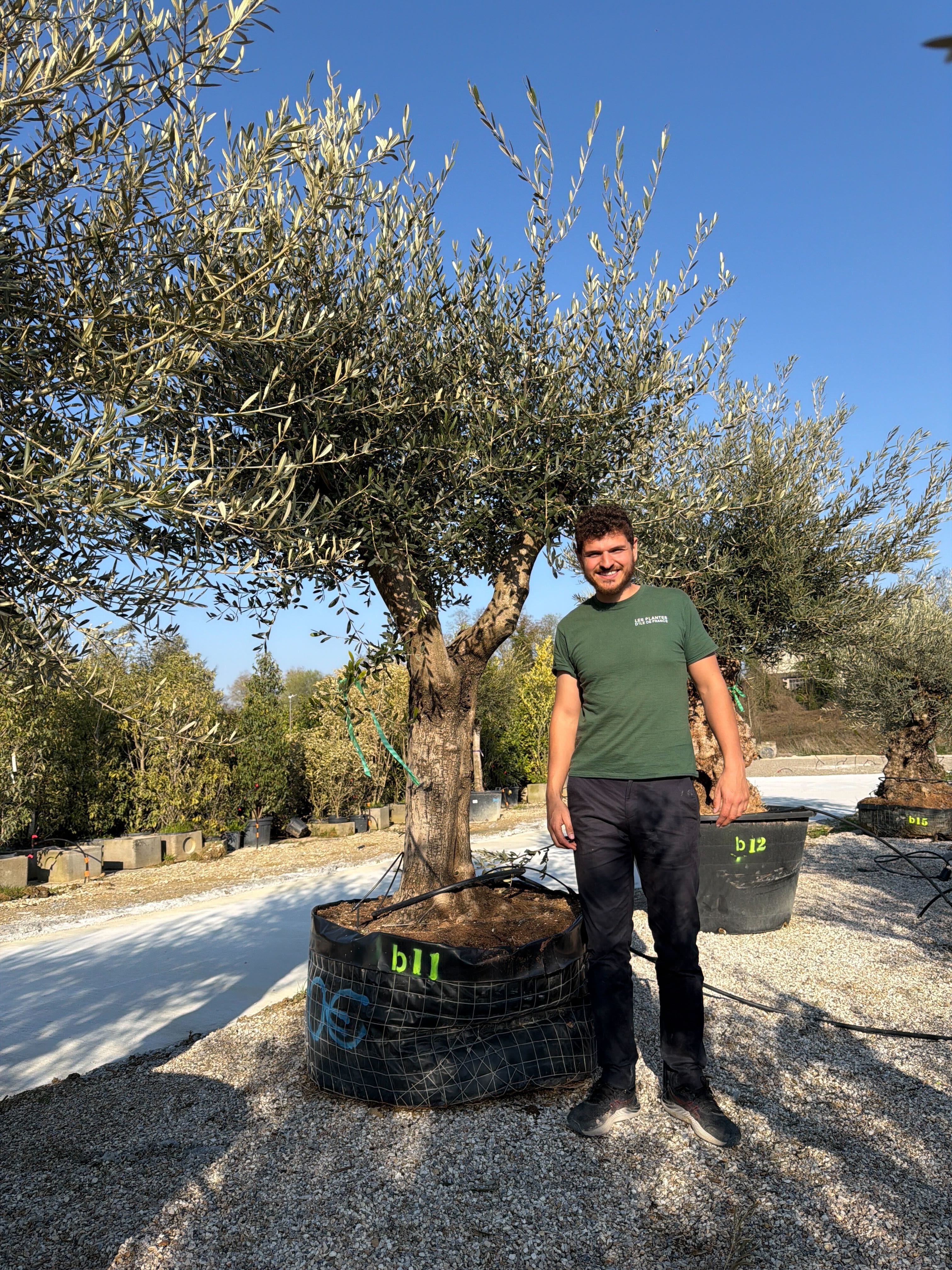 Olivier (Olea Europaea) - Image 101