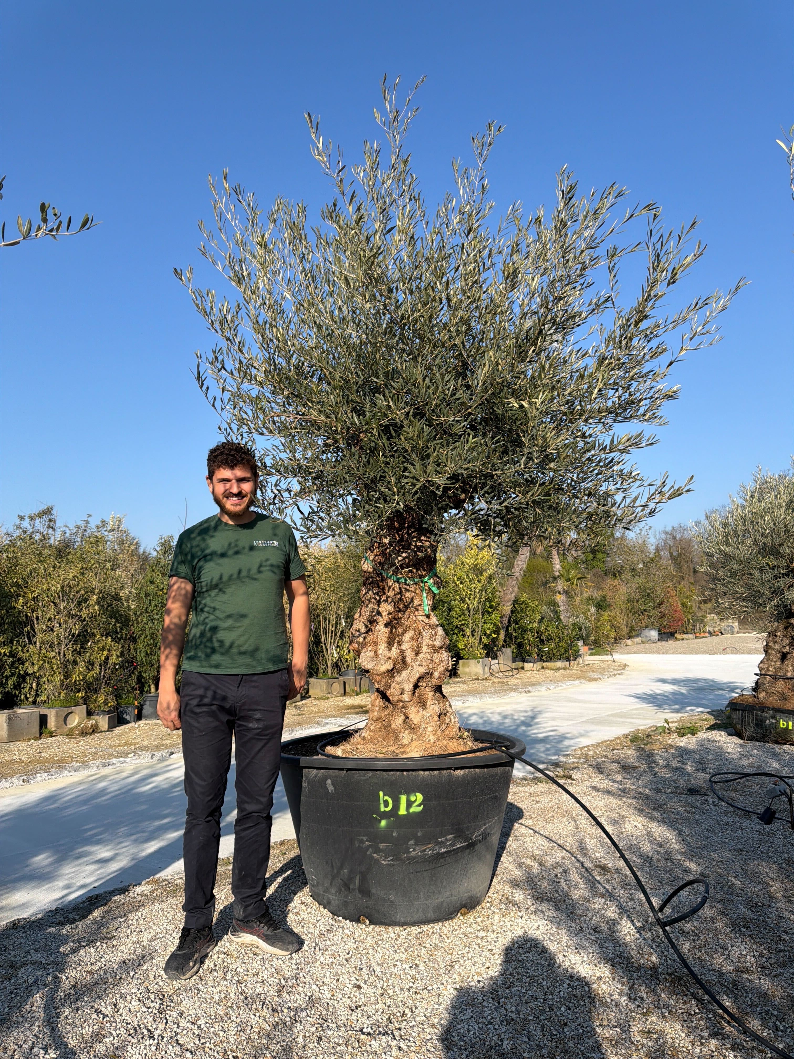 Olivier (Olea Europaea) - Image 102