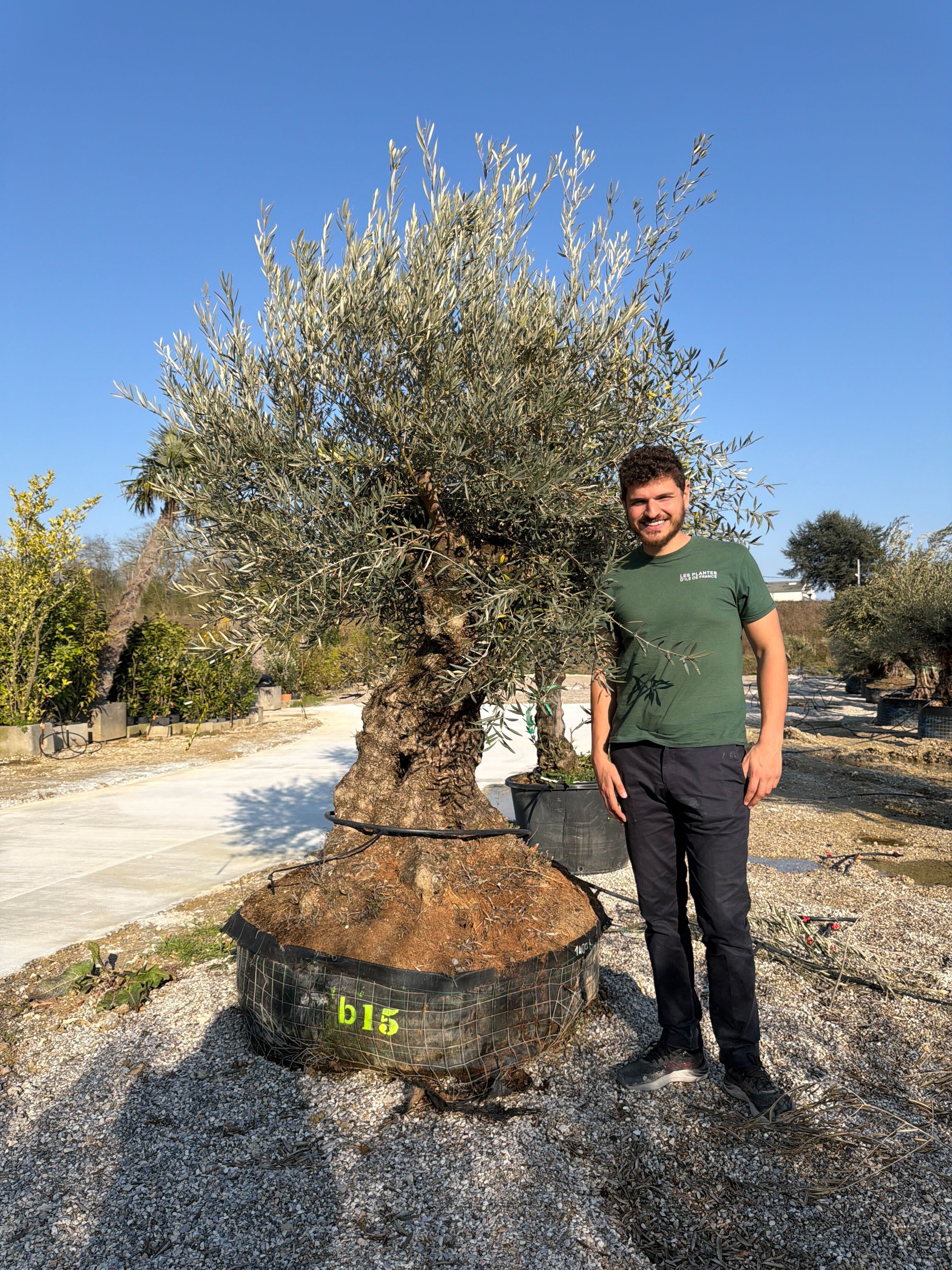 Olivier (Olea Europaea) - Image 103