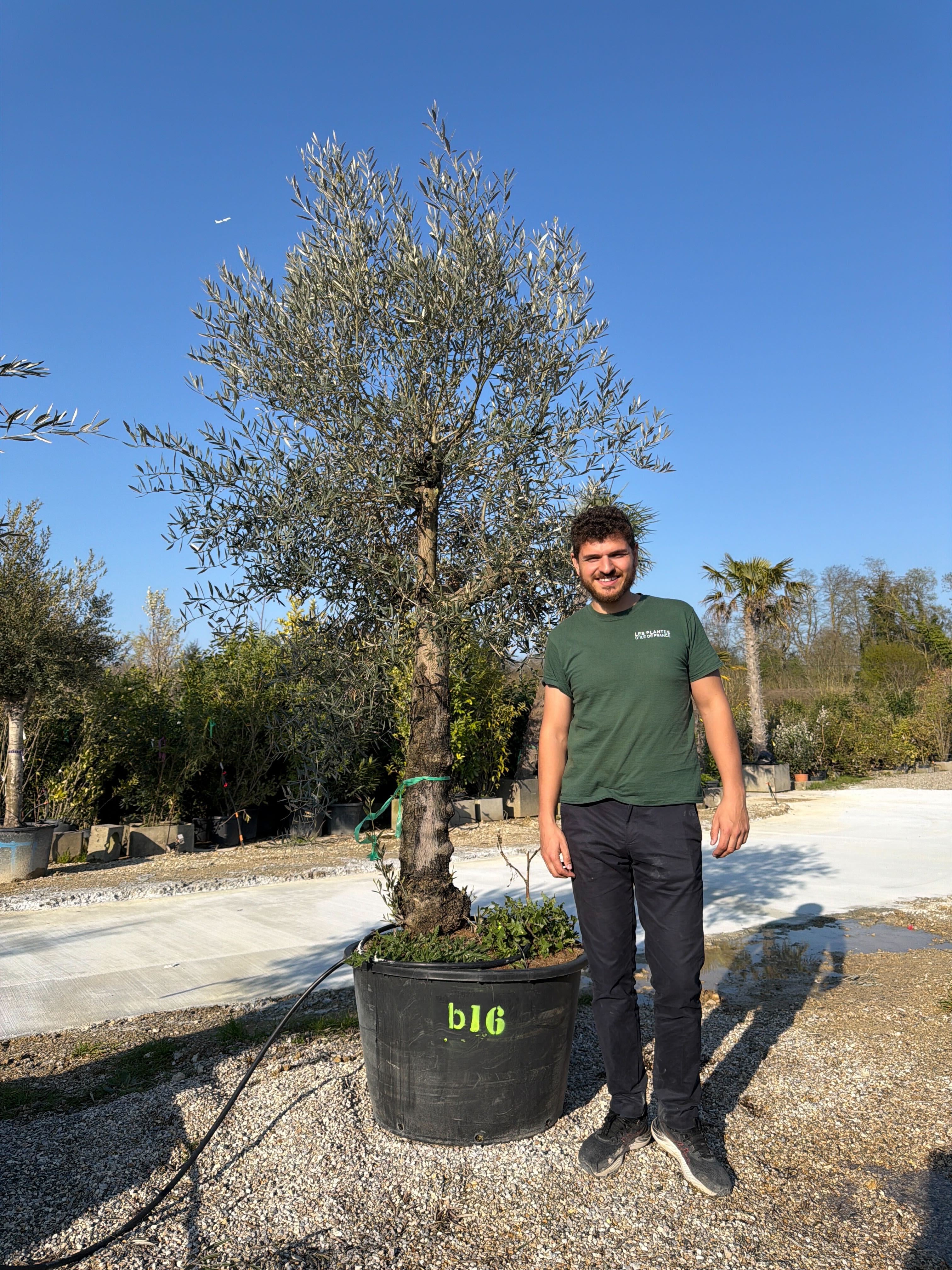 Olivier (Olea Europaea) - Image 104