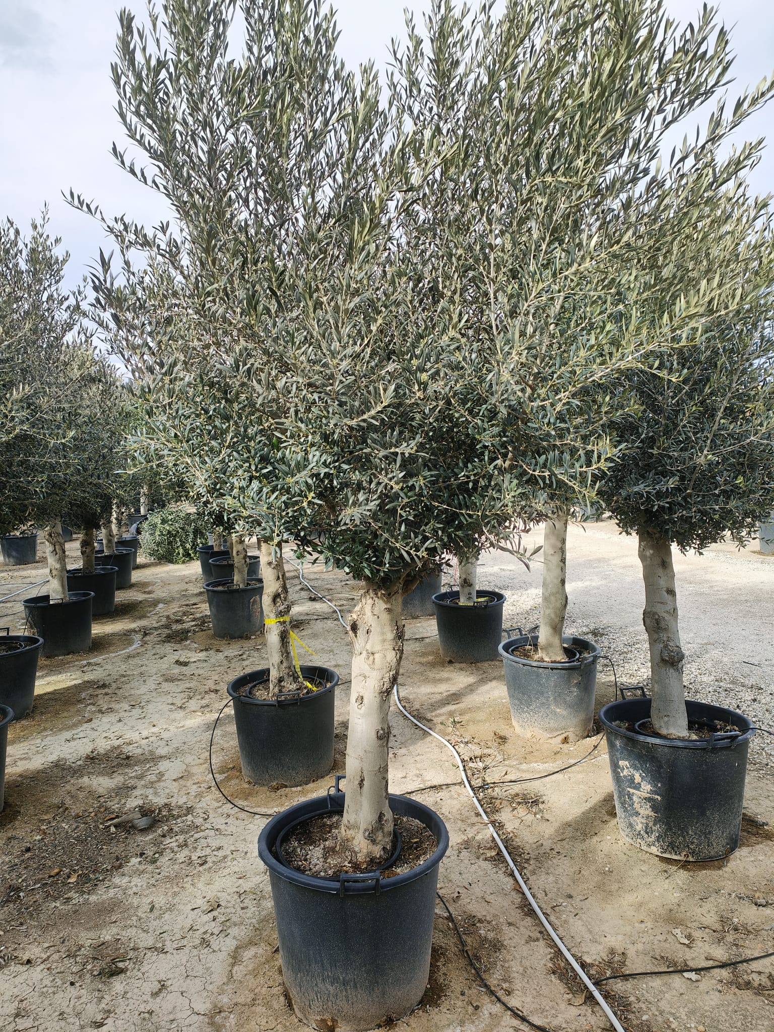 Olivier (Olea Europaea) - Image 11