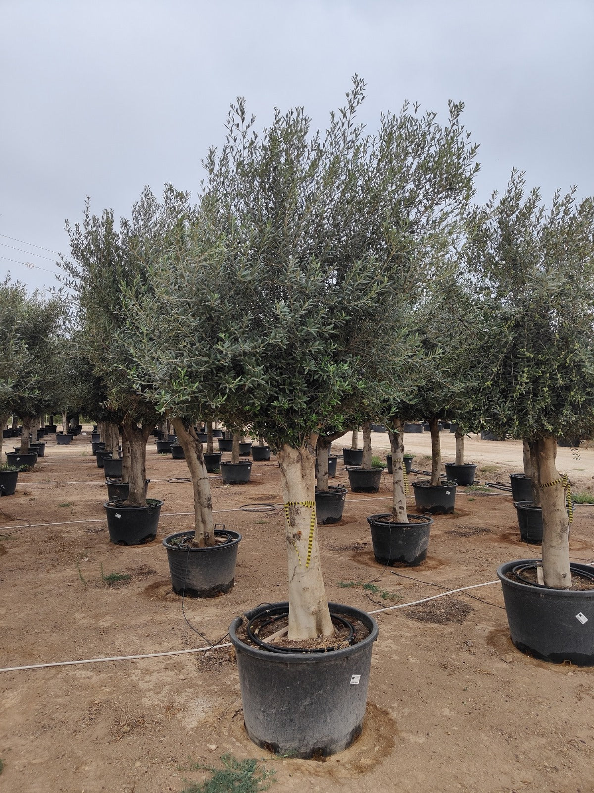 Olivier (Olea Europaea) - Image 12