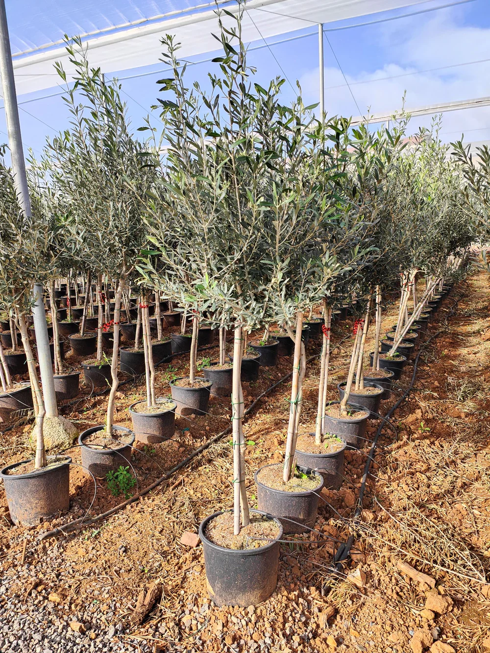 Olivier (Olea Europaea) - Image 13