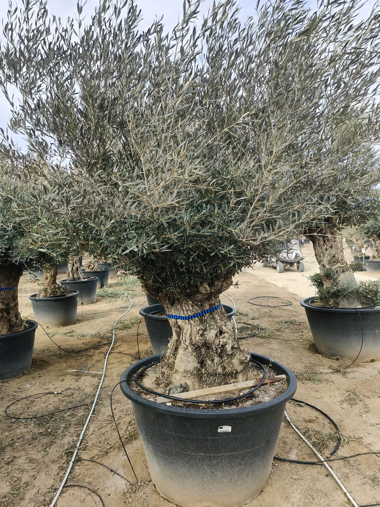 Olivier (Olea Europaea) - Image 14