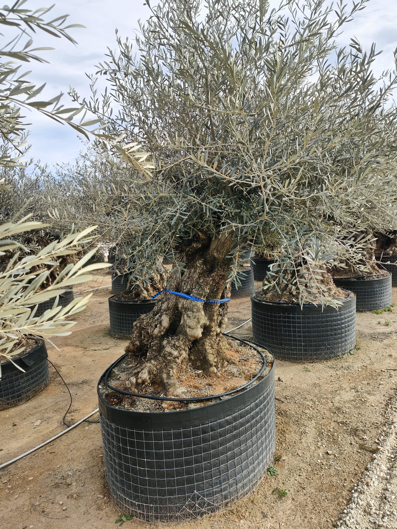 Olivier (Olea Europaea) - Image 16