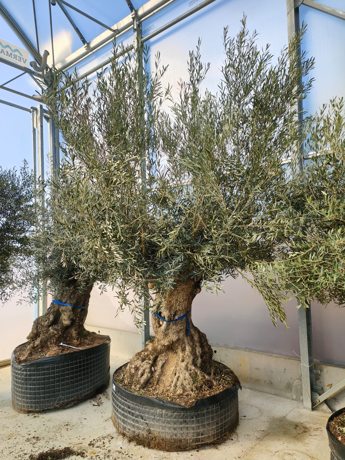 Olivier (Olea Europaea) - Image 17