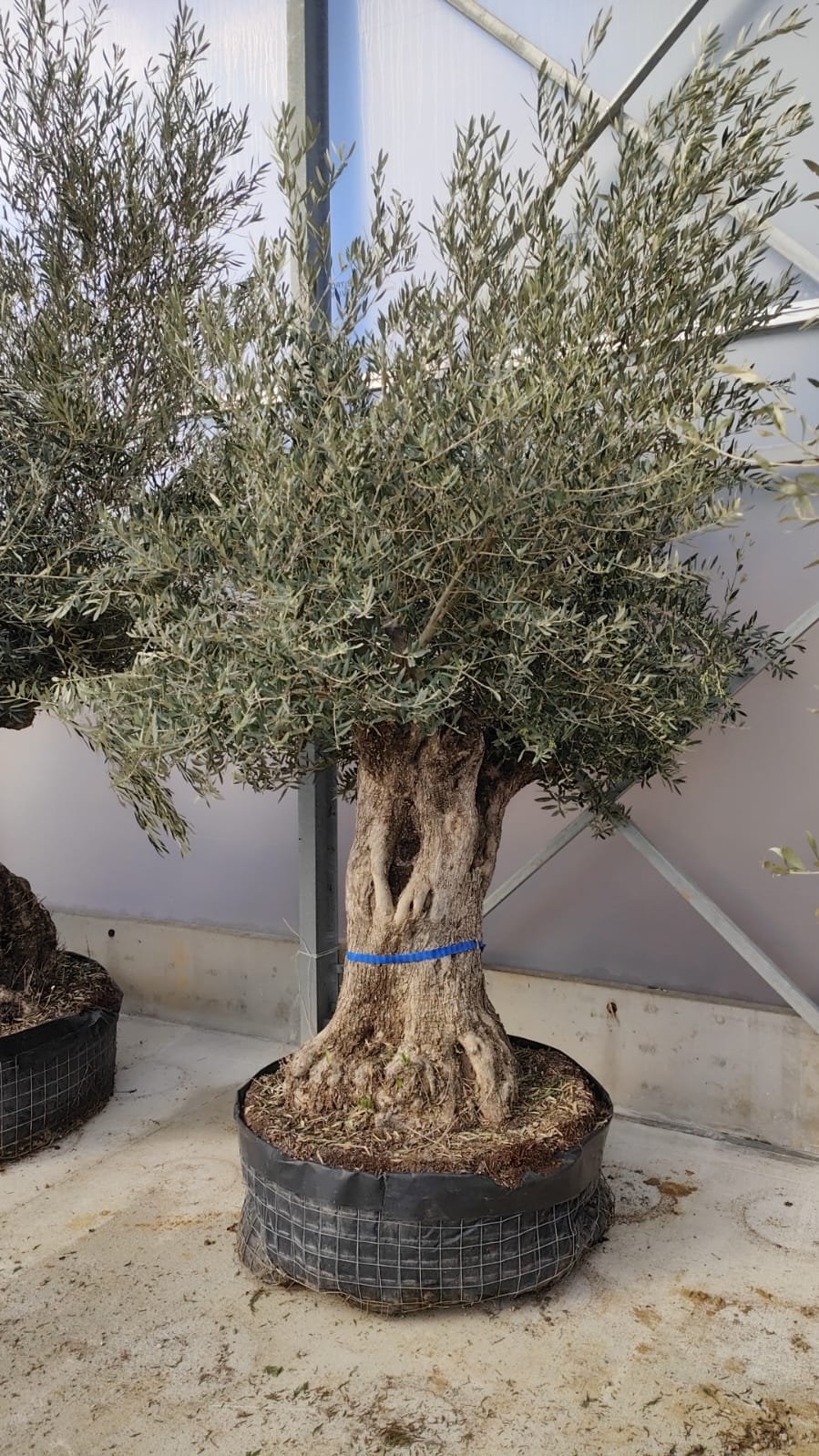 Olivier (Olea Europaea) - Image 18