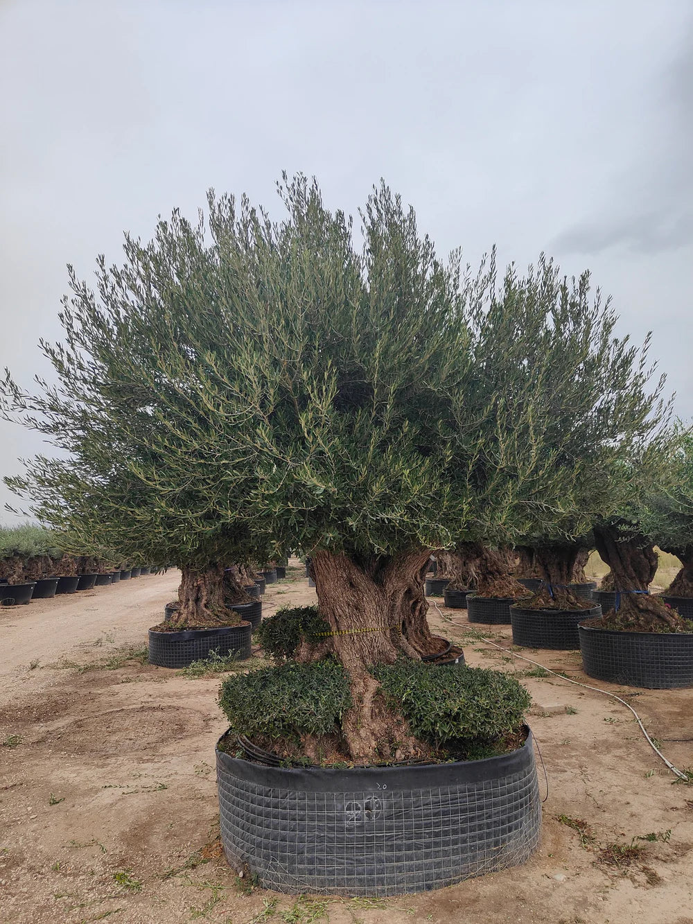 Olivier (Olea Europaea) - Image 19