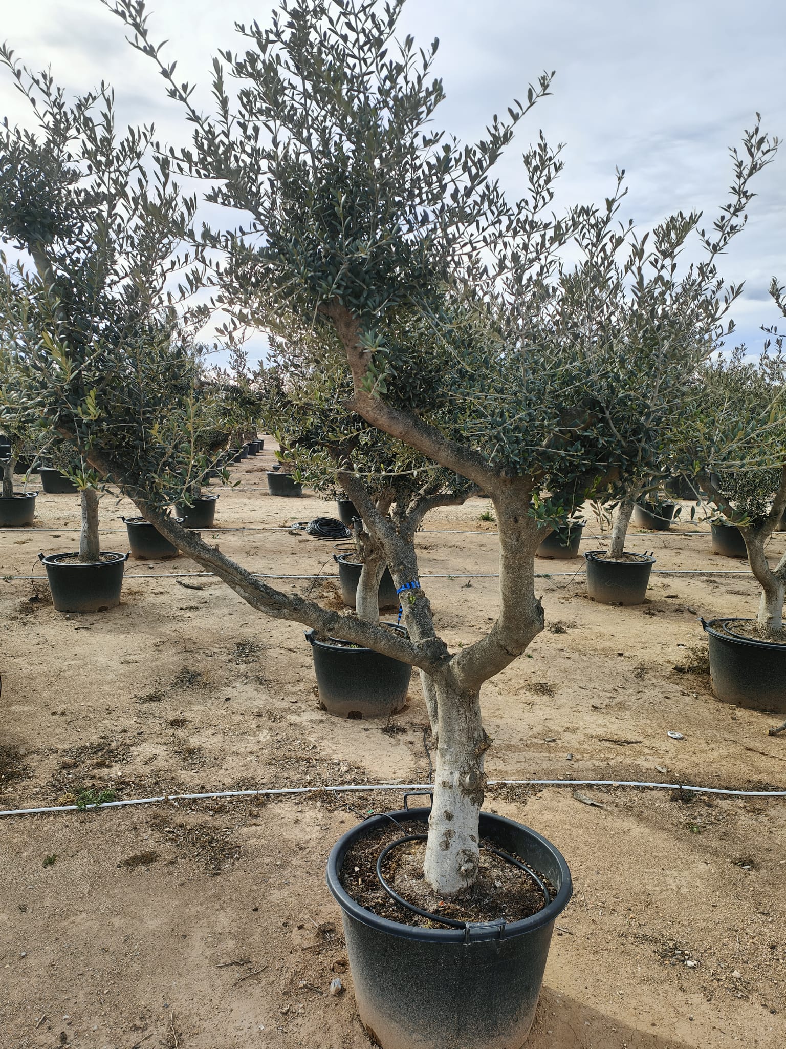 Olivier (Olea Europaea) - Image 20