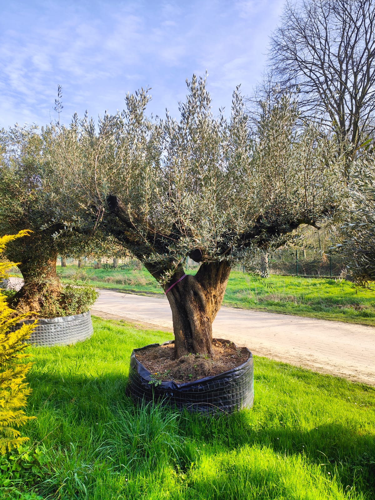 Olivier (Olea Europaea) - Image 21