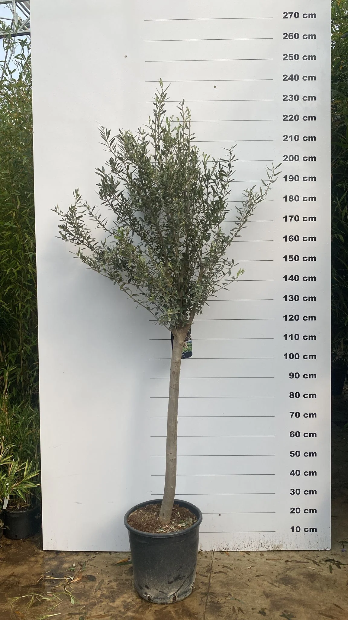 Olivier (Olea Europaea) - Image 22