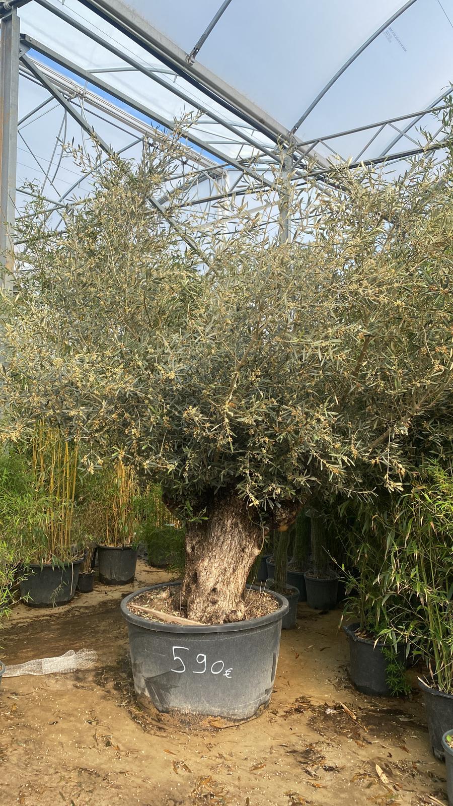 Olivier (Olea Europaea) - Image 23