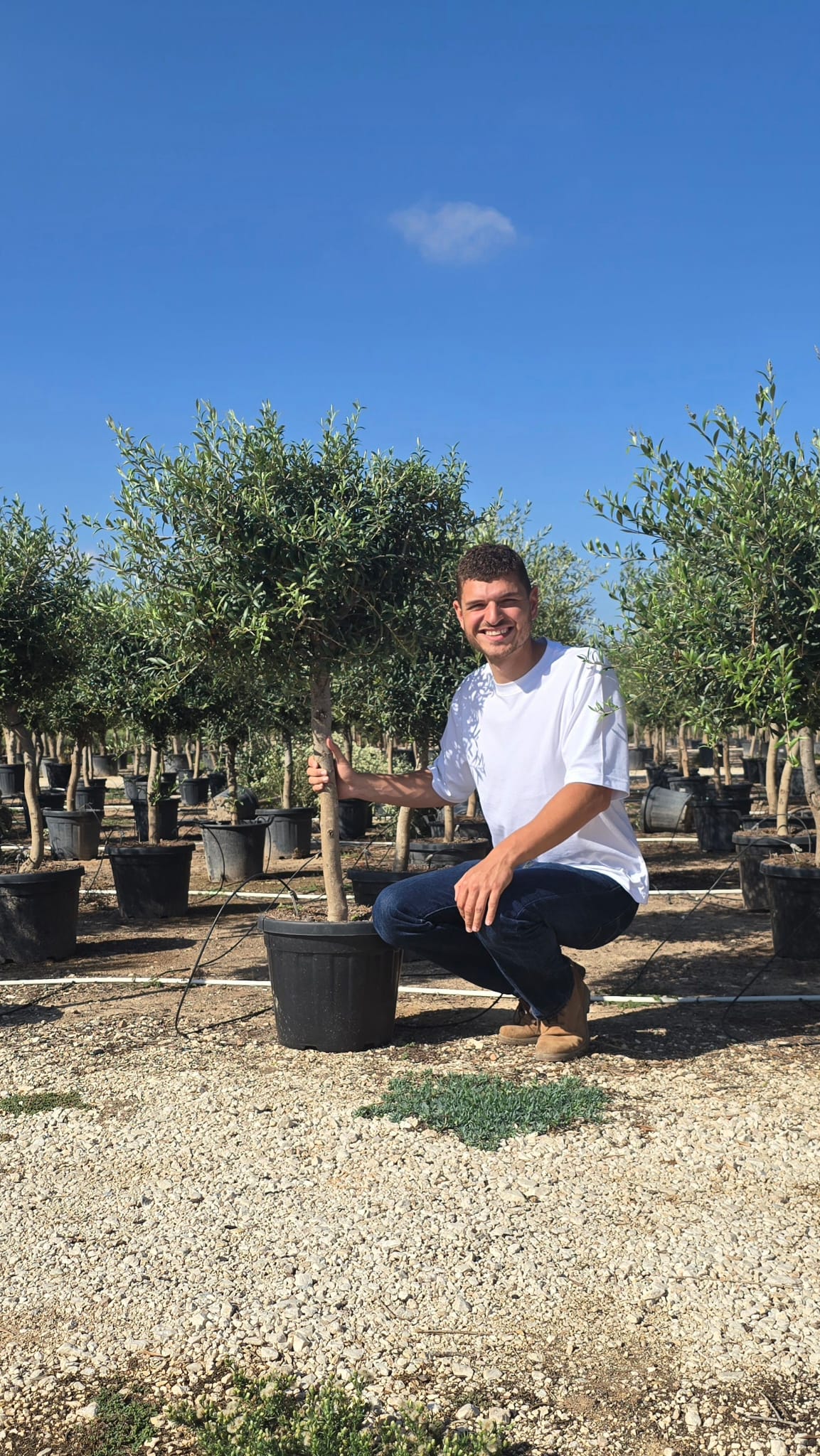 Olivier (Olea Europaea) - Image 24