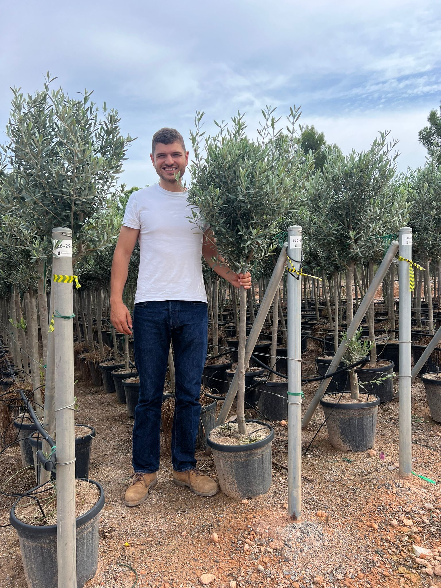 Olivier (Olea Europaea) - Image 25