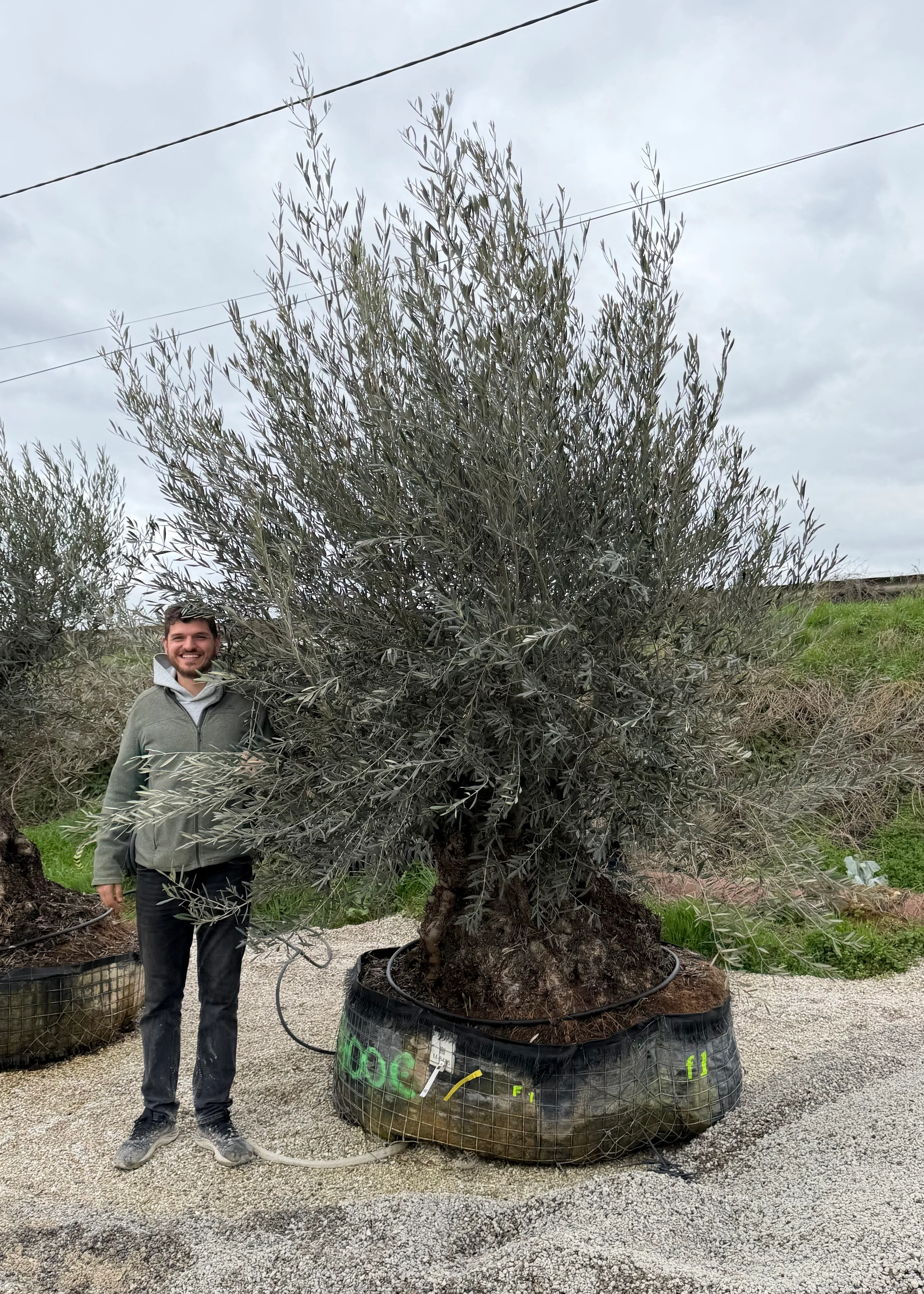 Olivier (Olea Europaea) - Image 26