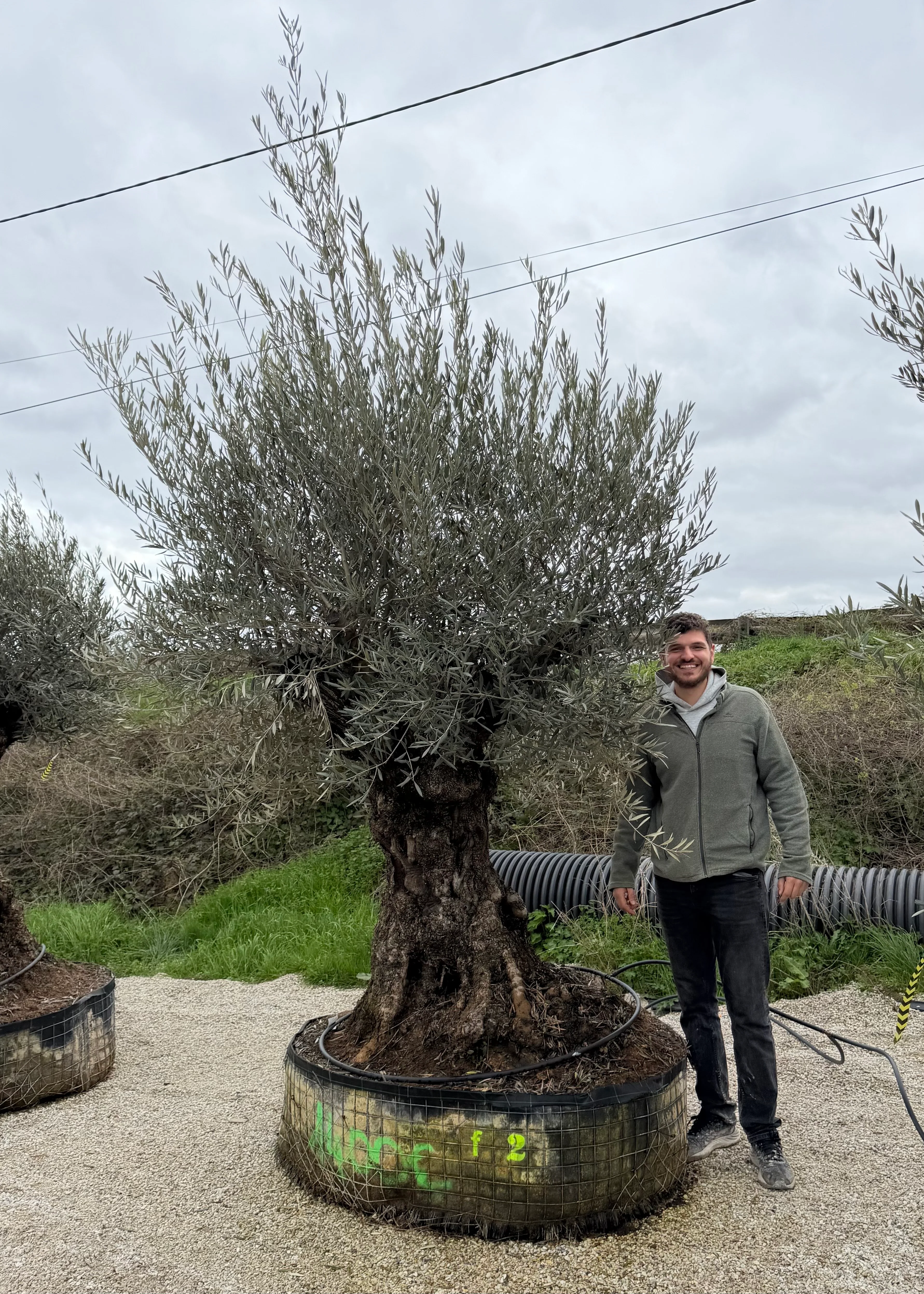 Olivier (Olea Europaea) - Image 27