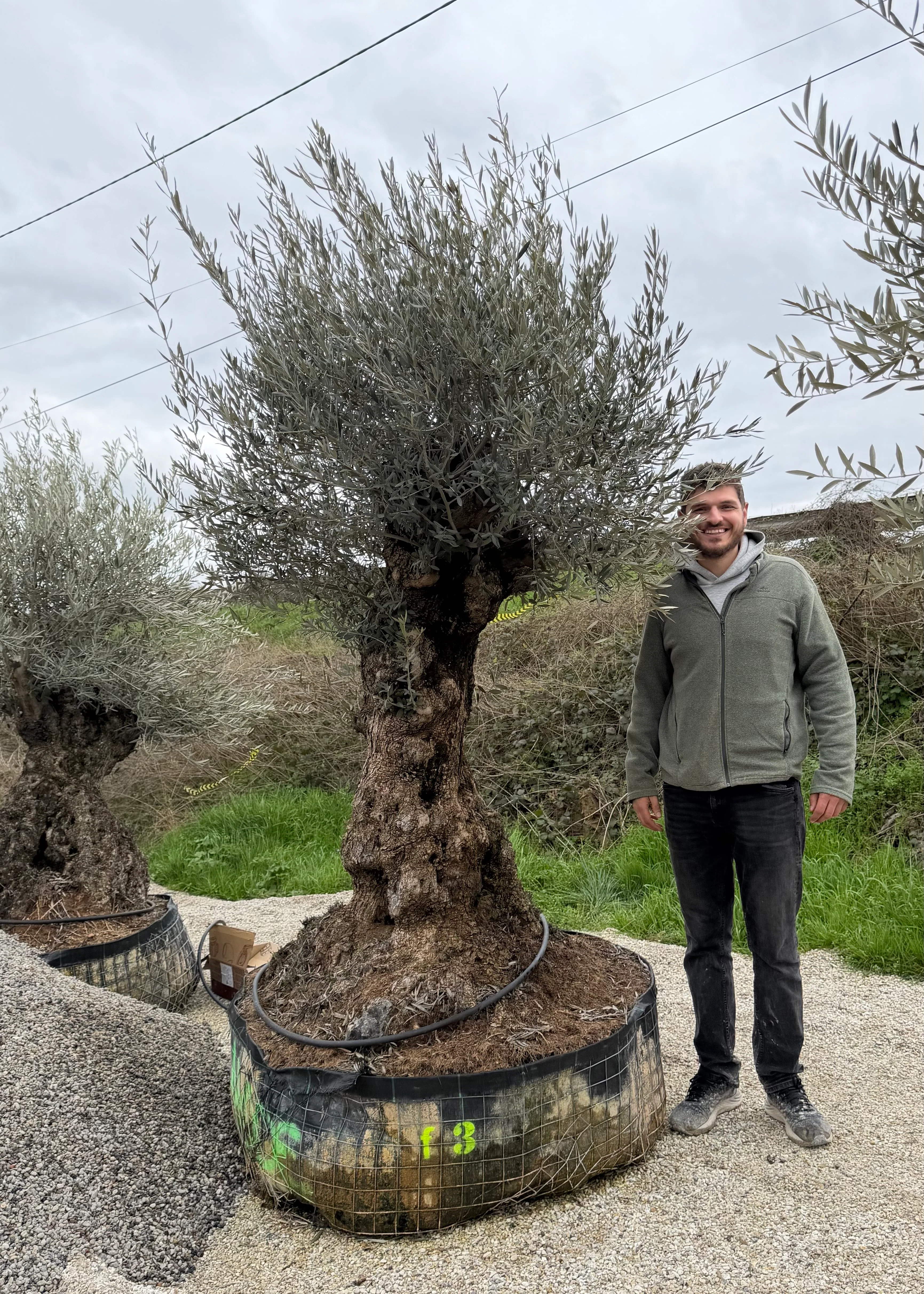 Olivier (Olea Europaea) - Image 28