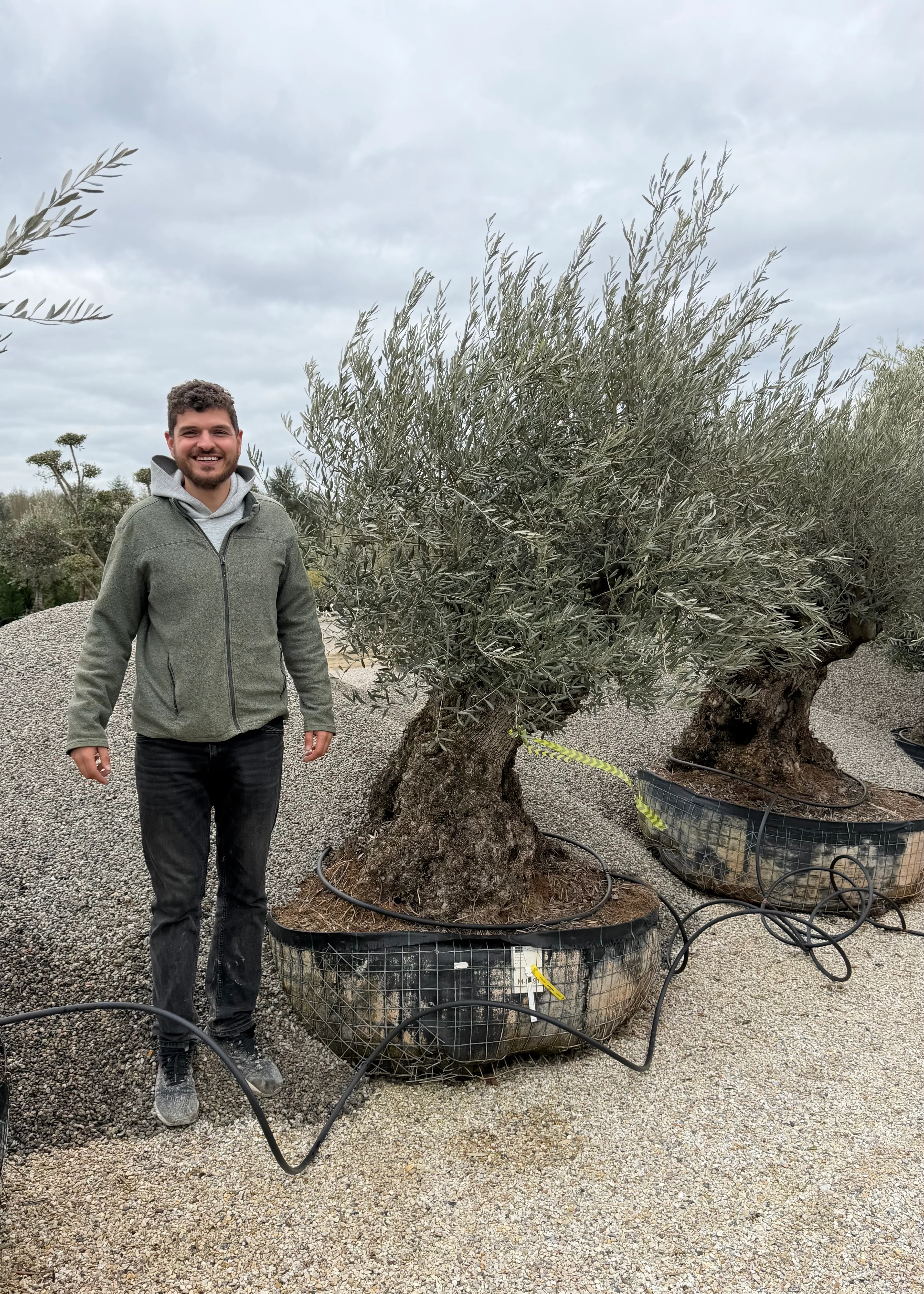 Olivier (Olea Europaea) - Image 29