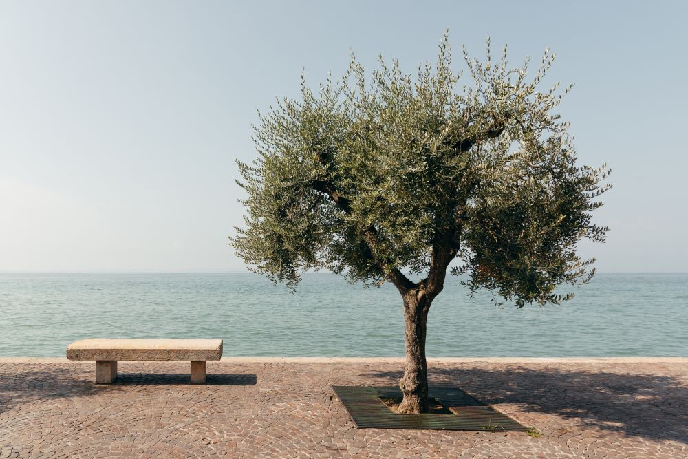 Olivier (Olea Europaea) - Image 3