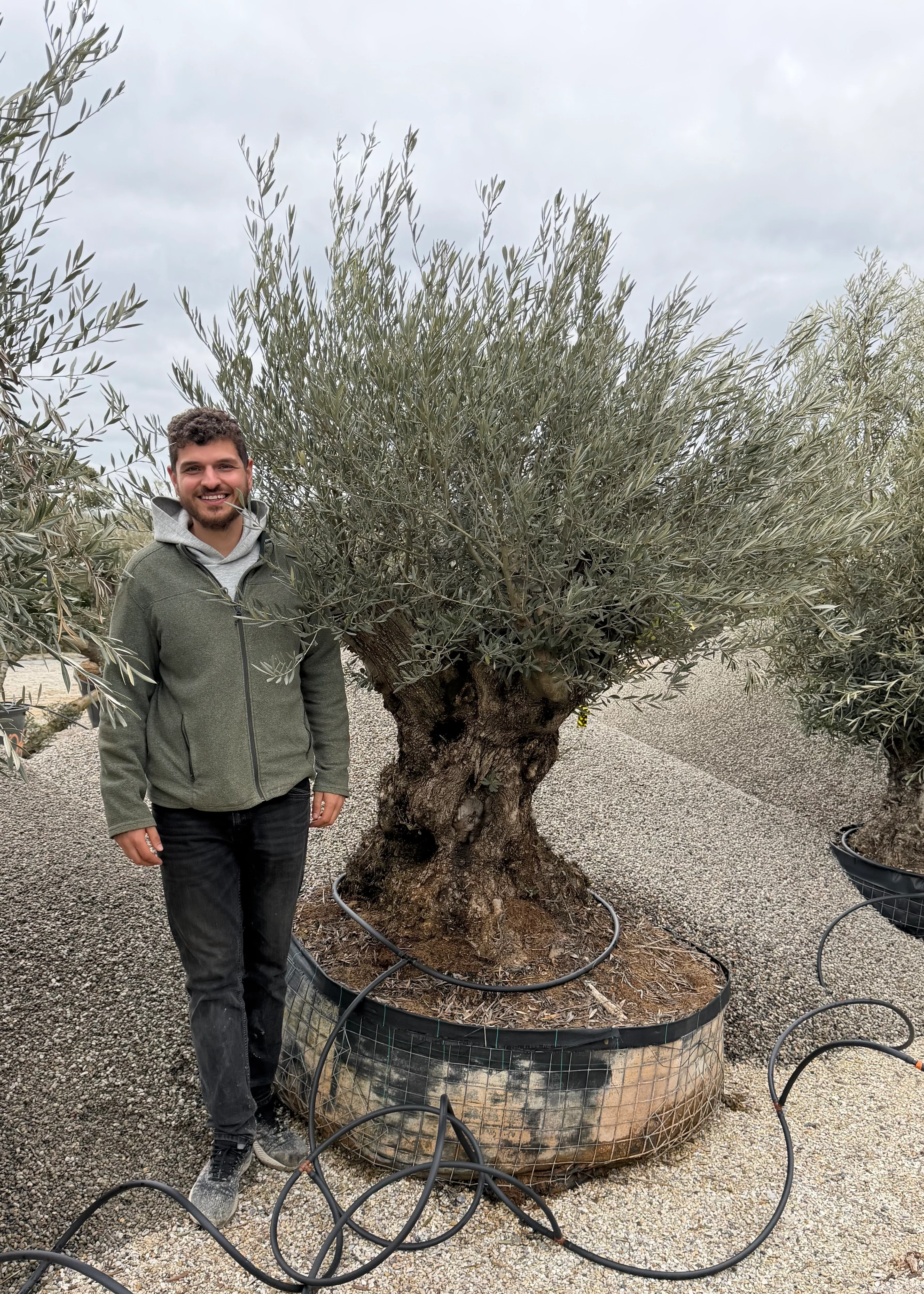 Olivier (Olea Europaea) - Image 30