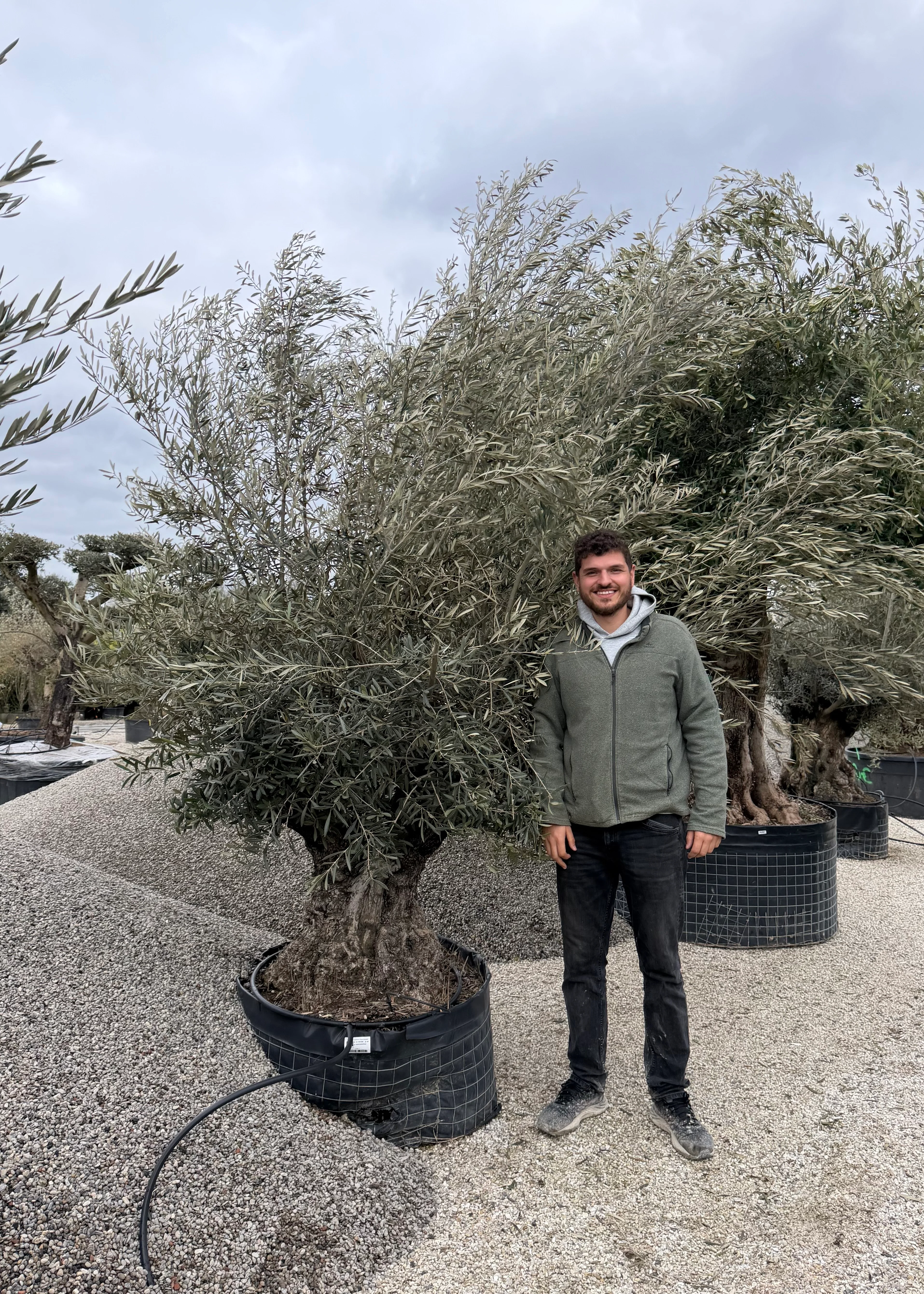 Olivier (Olea Europaea) - Image 31