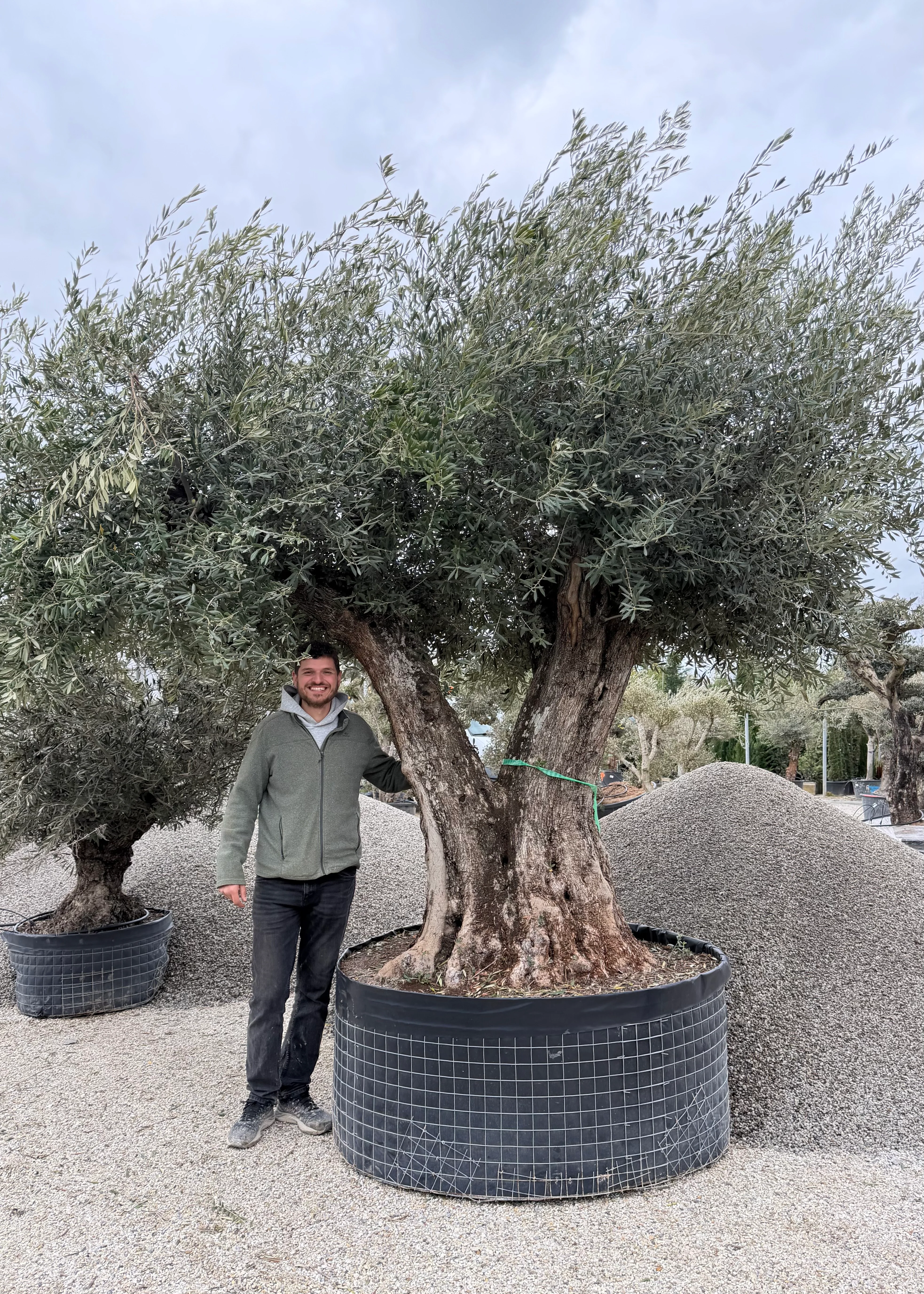 Olivier (Olea Europaea) - Image 32