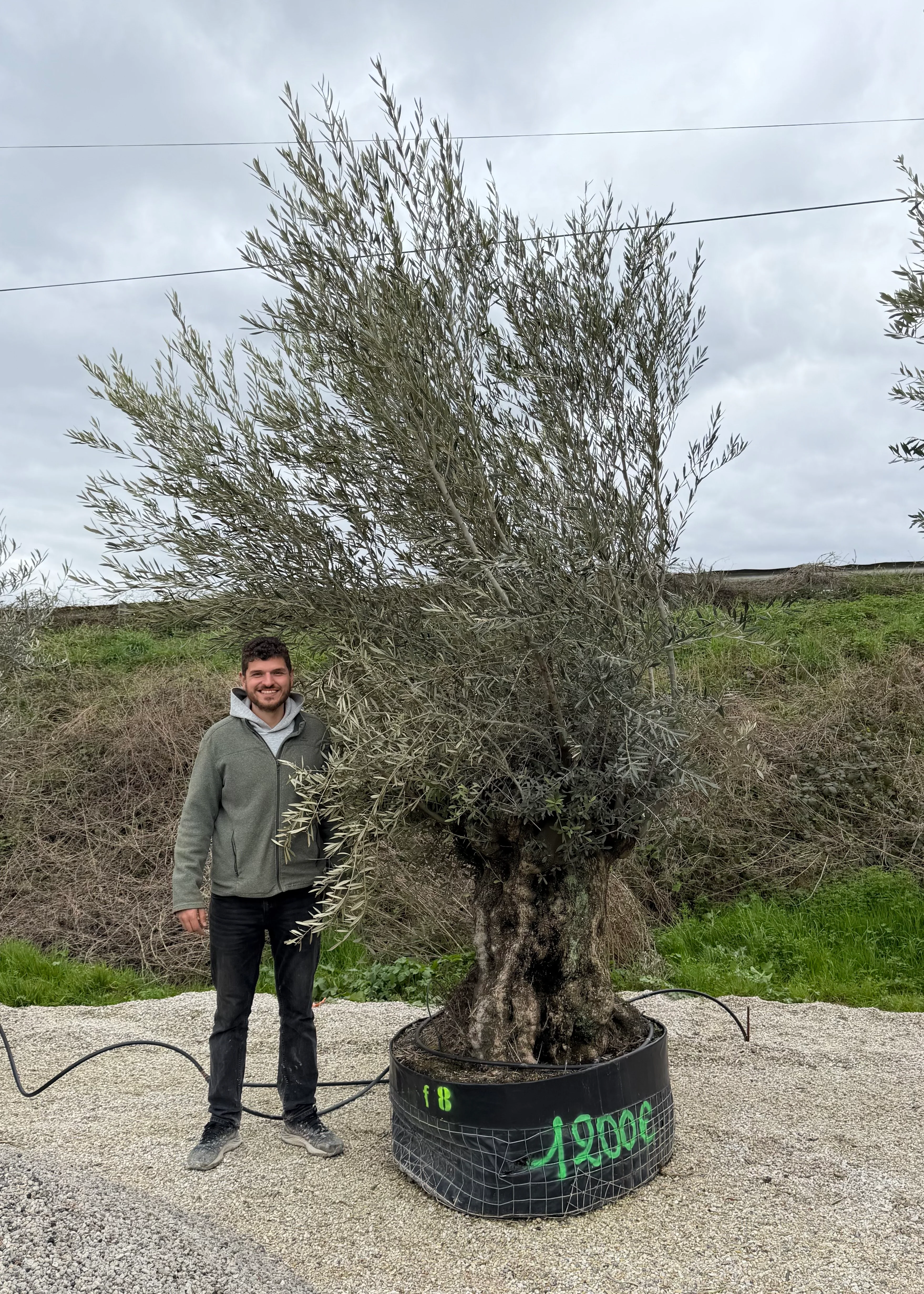 Olivier (Olea Europaea) - Image 33