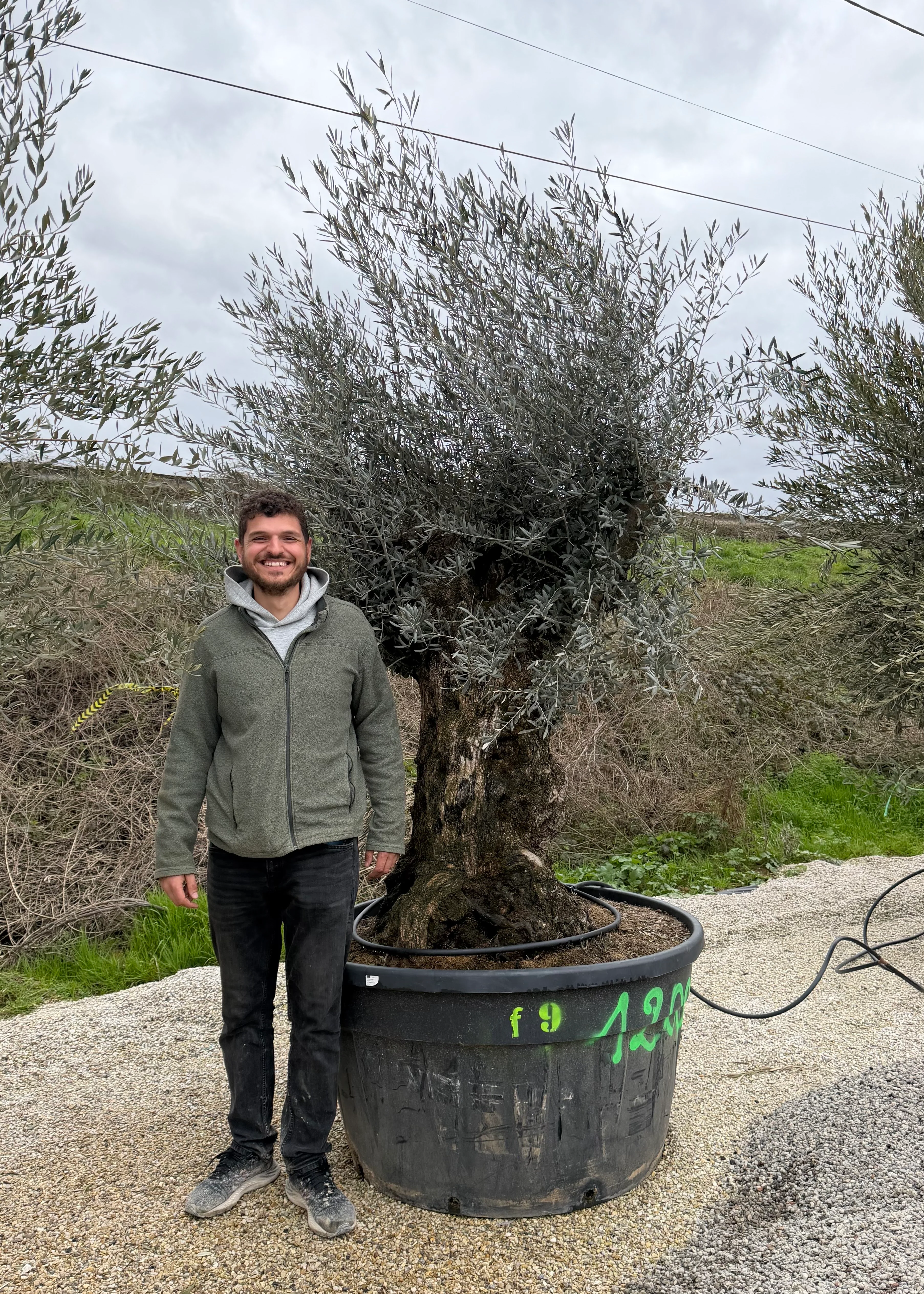 Olivier (Olea Europaea) - Image 34