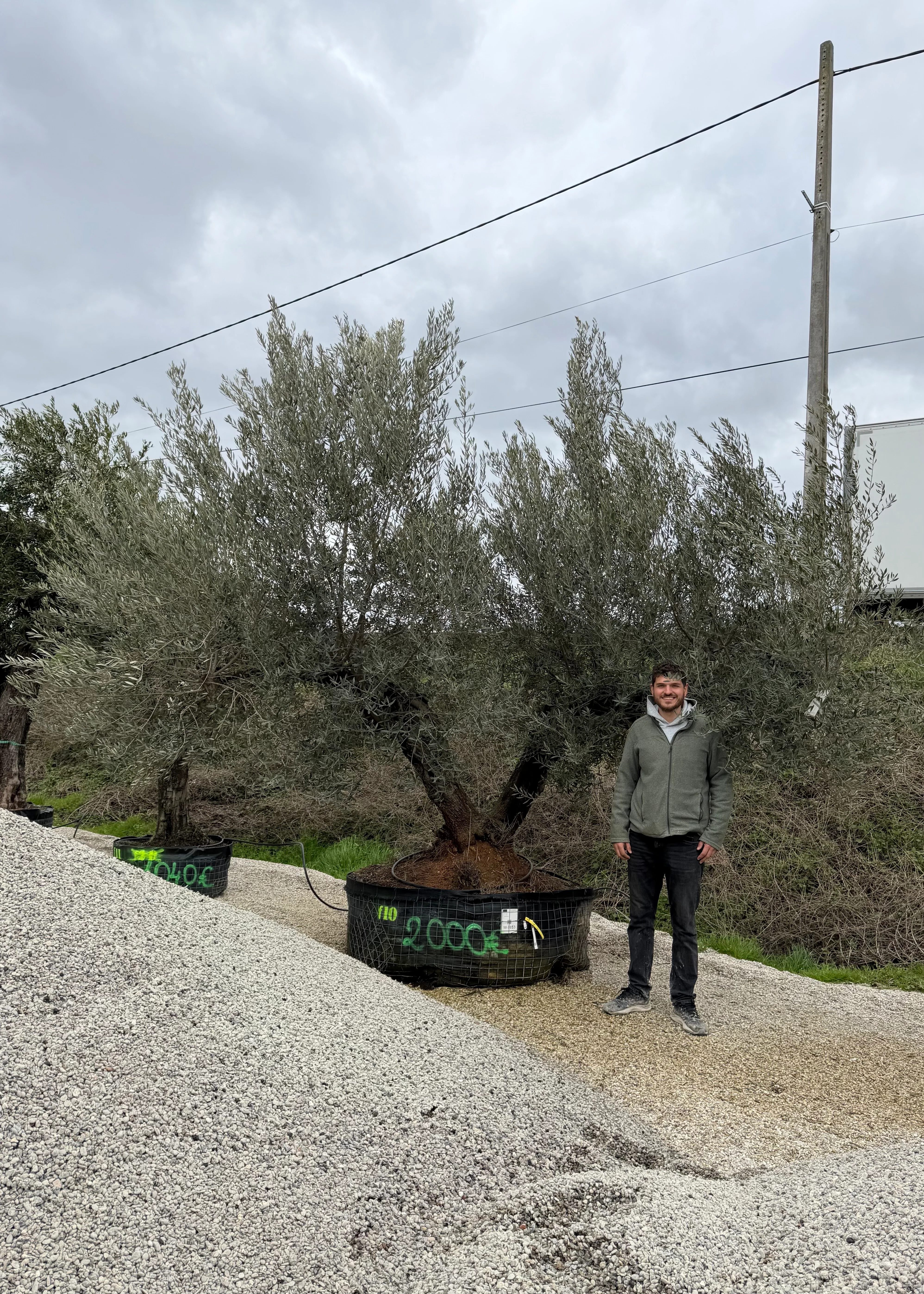 Olivier (Olea Europaea) - Image 35