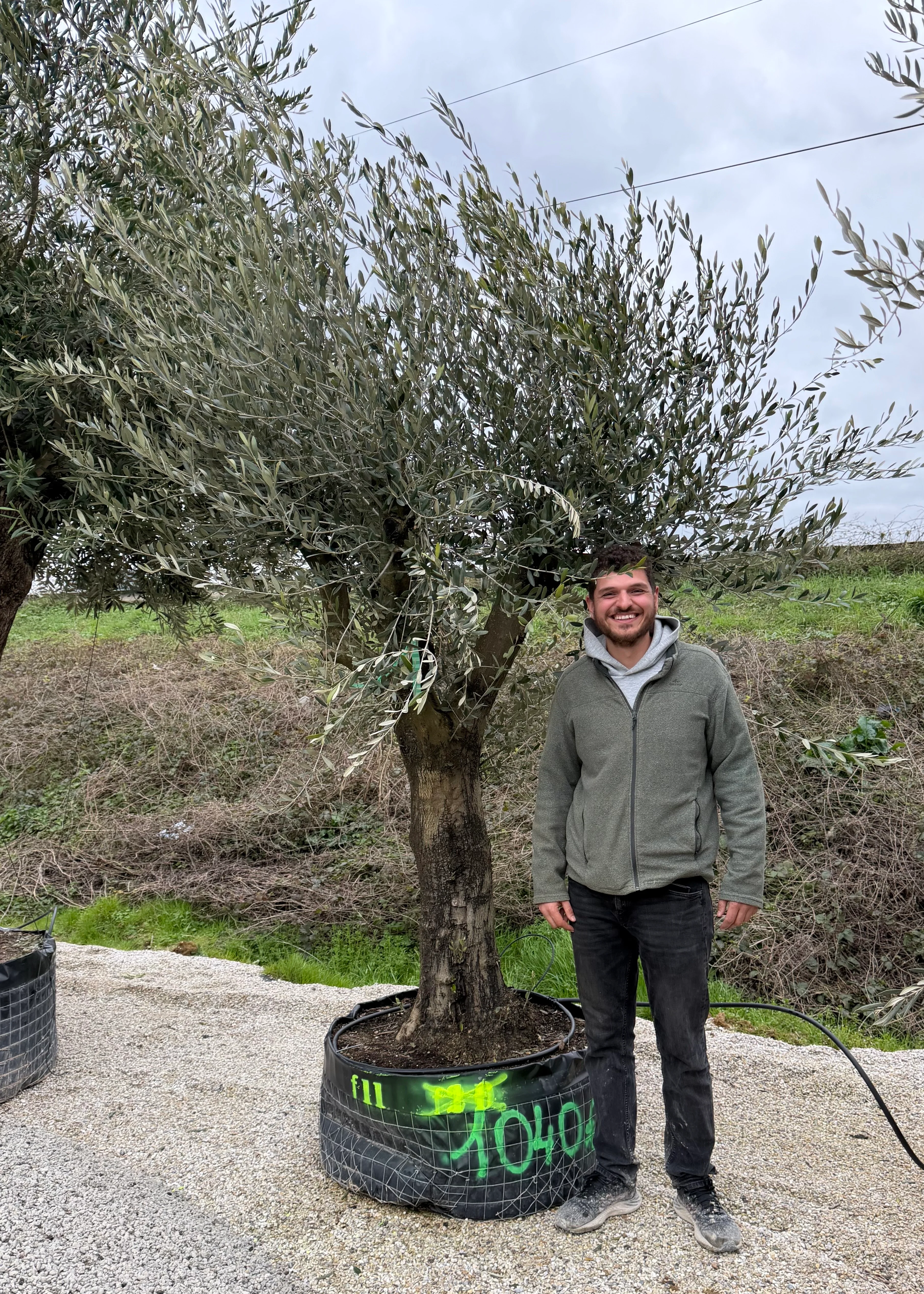 Olivier (Olea Europaea) - Image 36