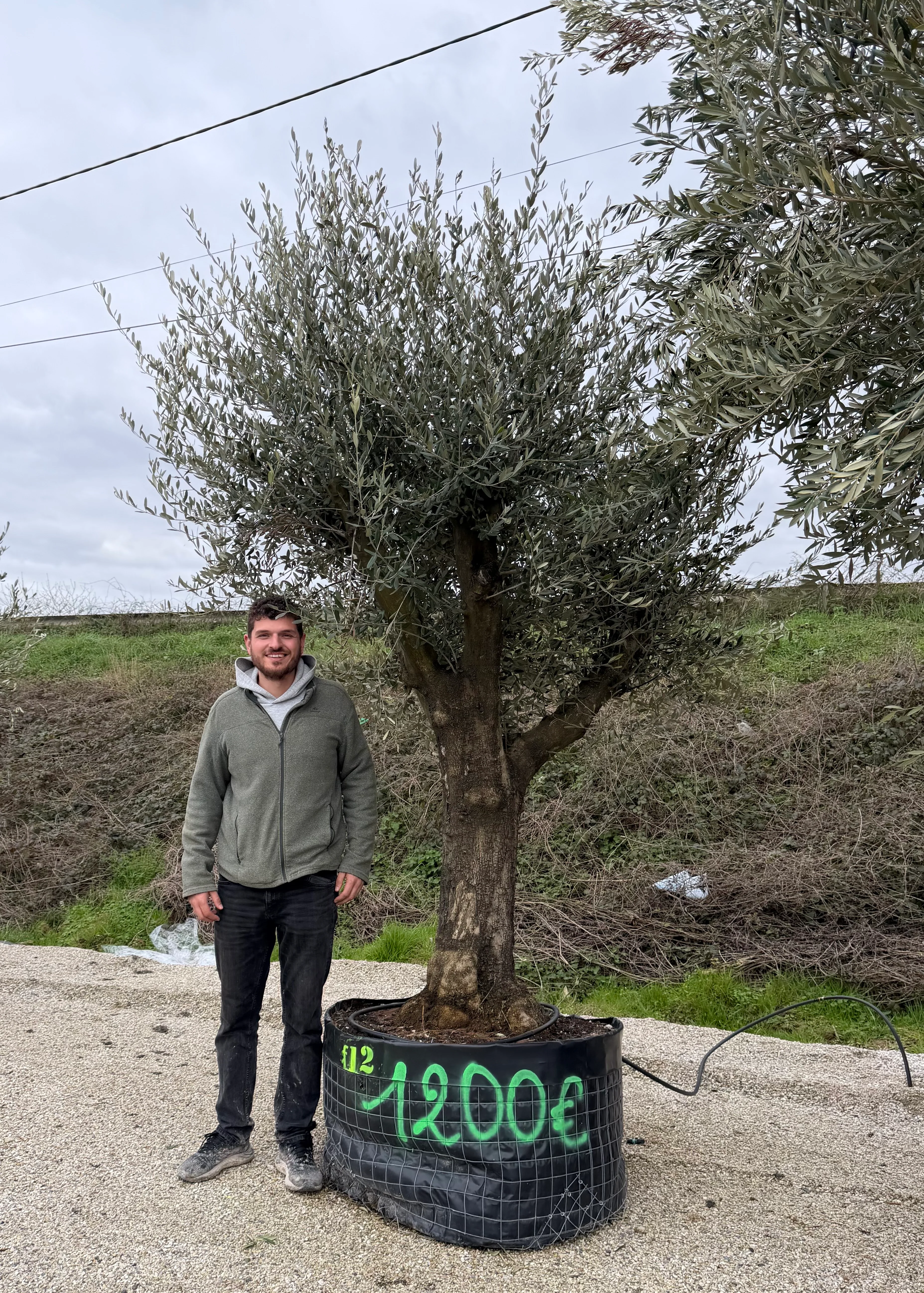 Olivier (Olea Europaea) - Image 37