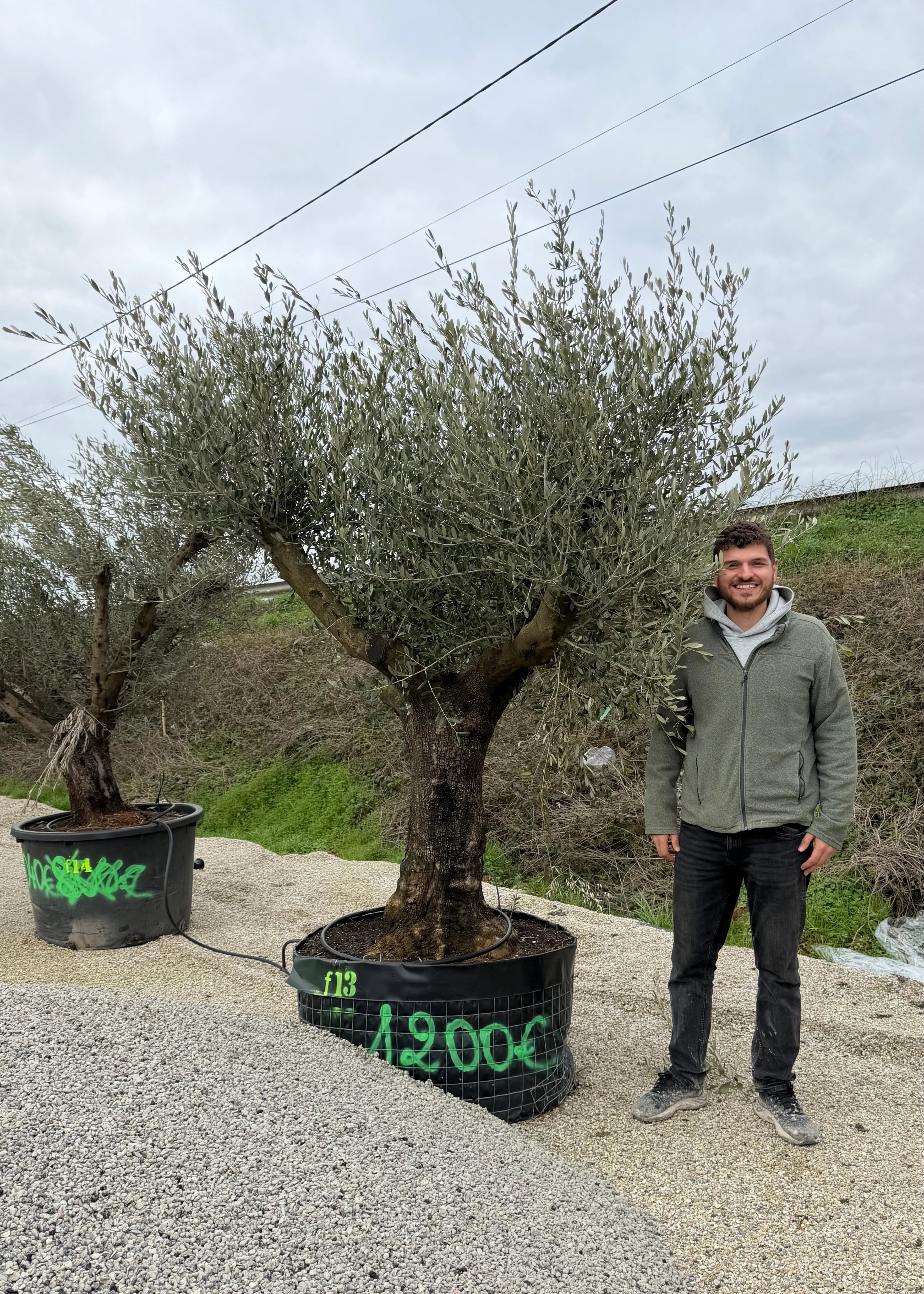 Olivier (Olea Europaea) - Image 38