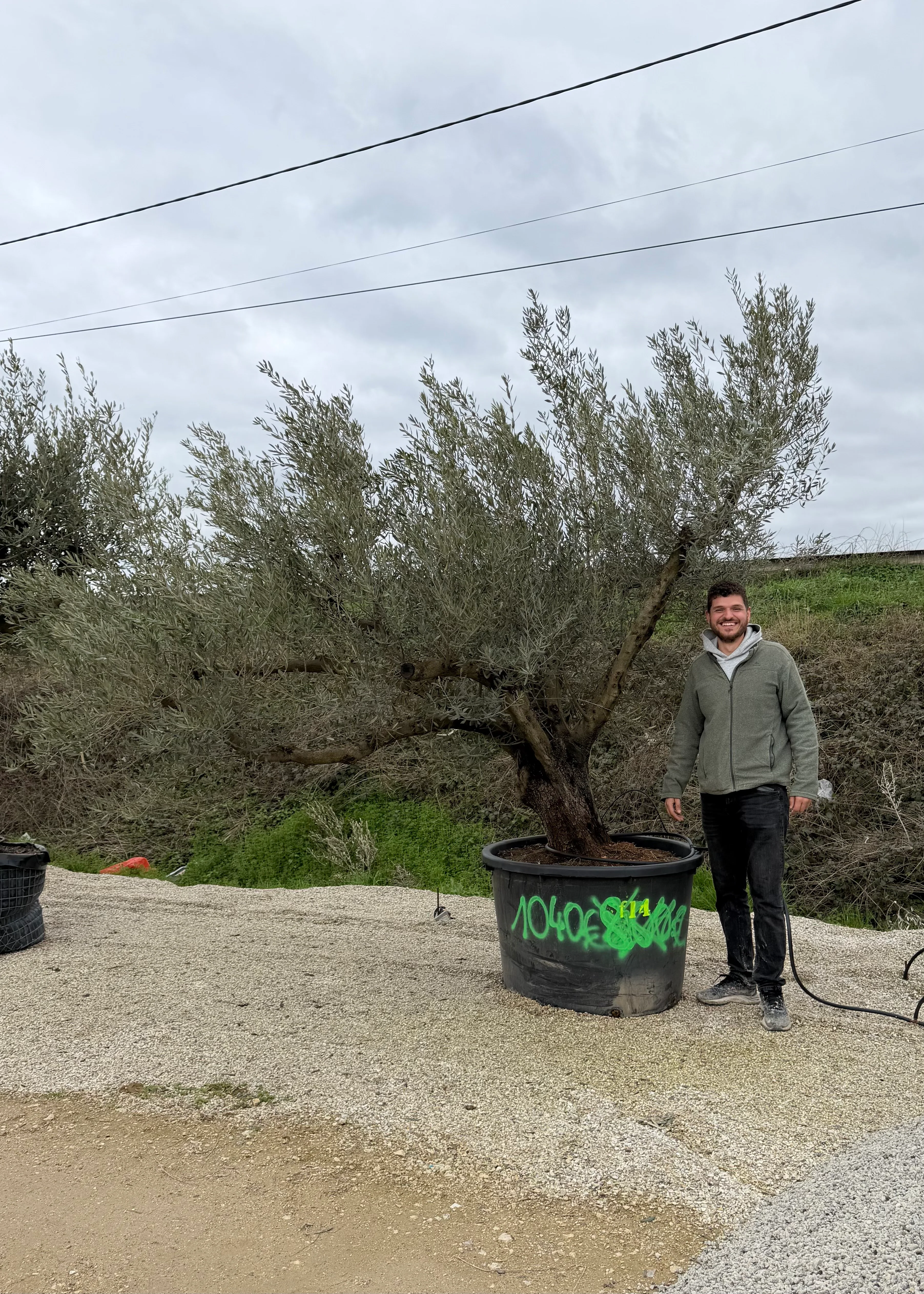 Olivier (Olea Europaea) - Image 39