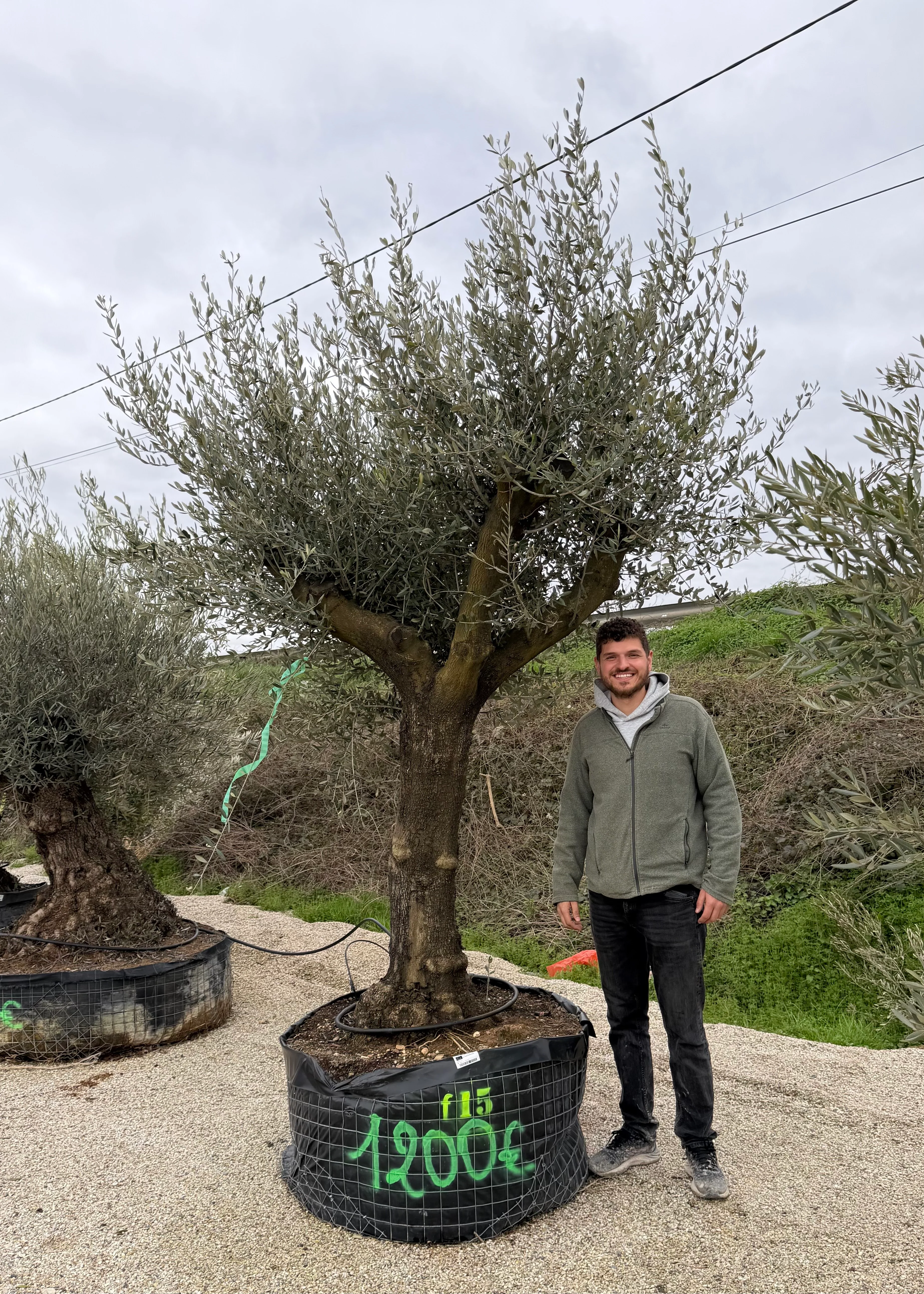 Olivier (Olea Europaea) - Image 40