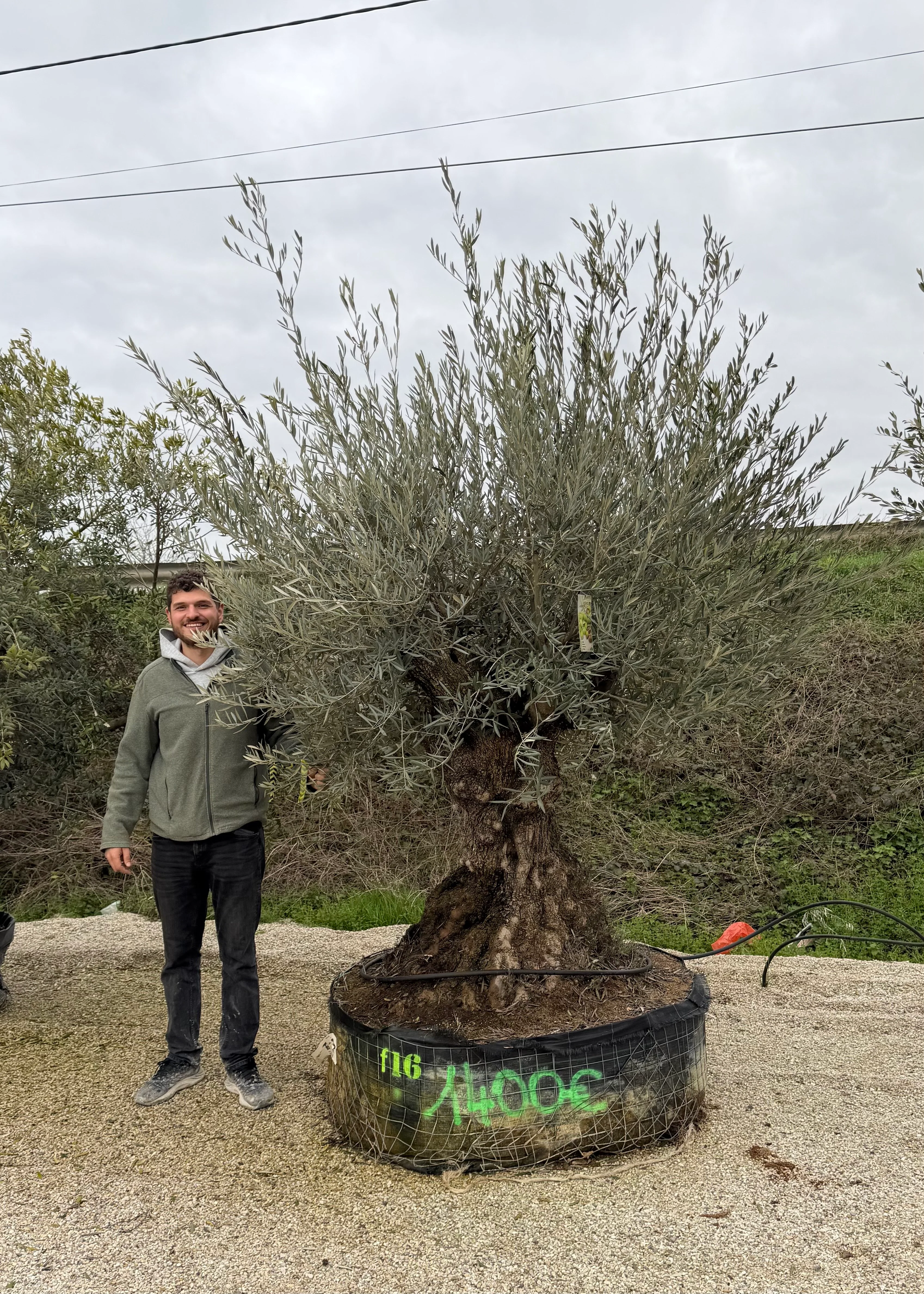 Olivier (Olea Europaea) - Image 41