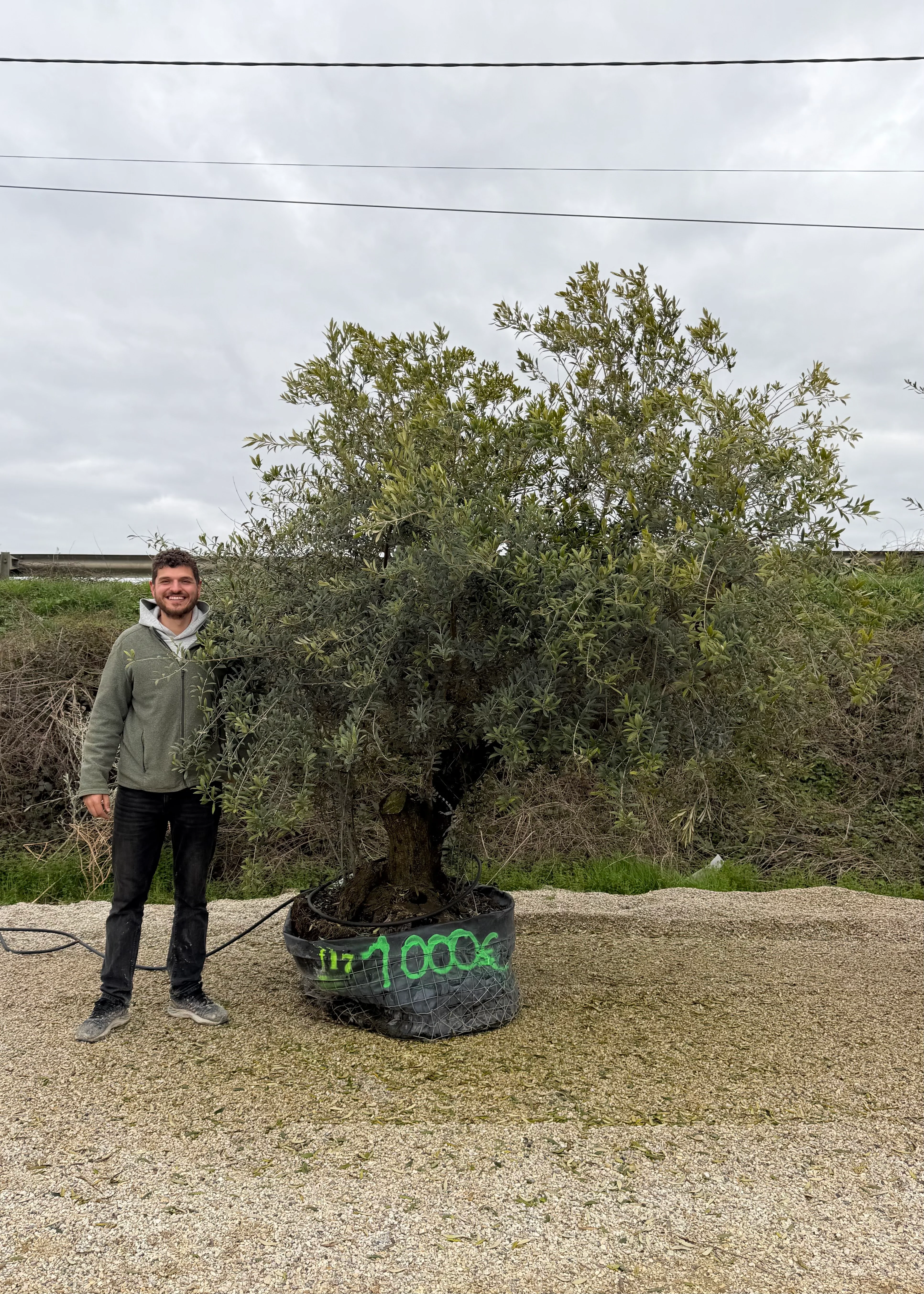 Olivier (Olea Europaea) - Image 42