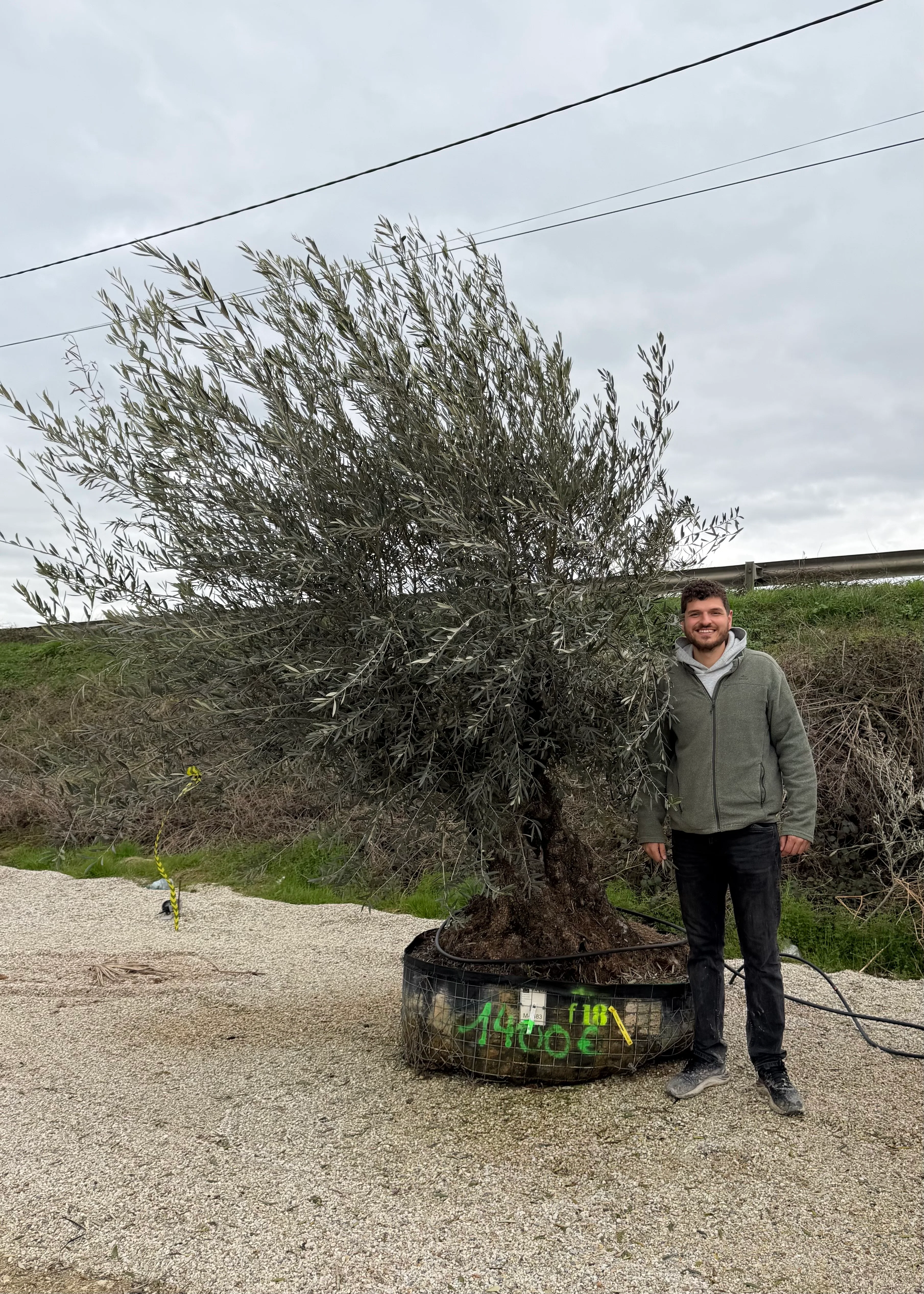 Olivier (Olea Europaea) - Image 43