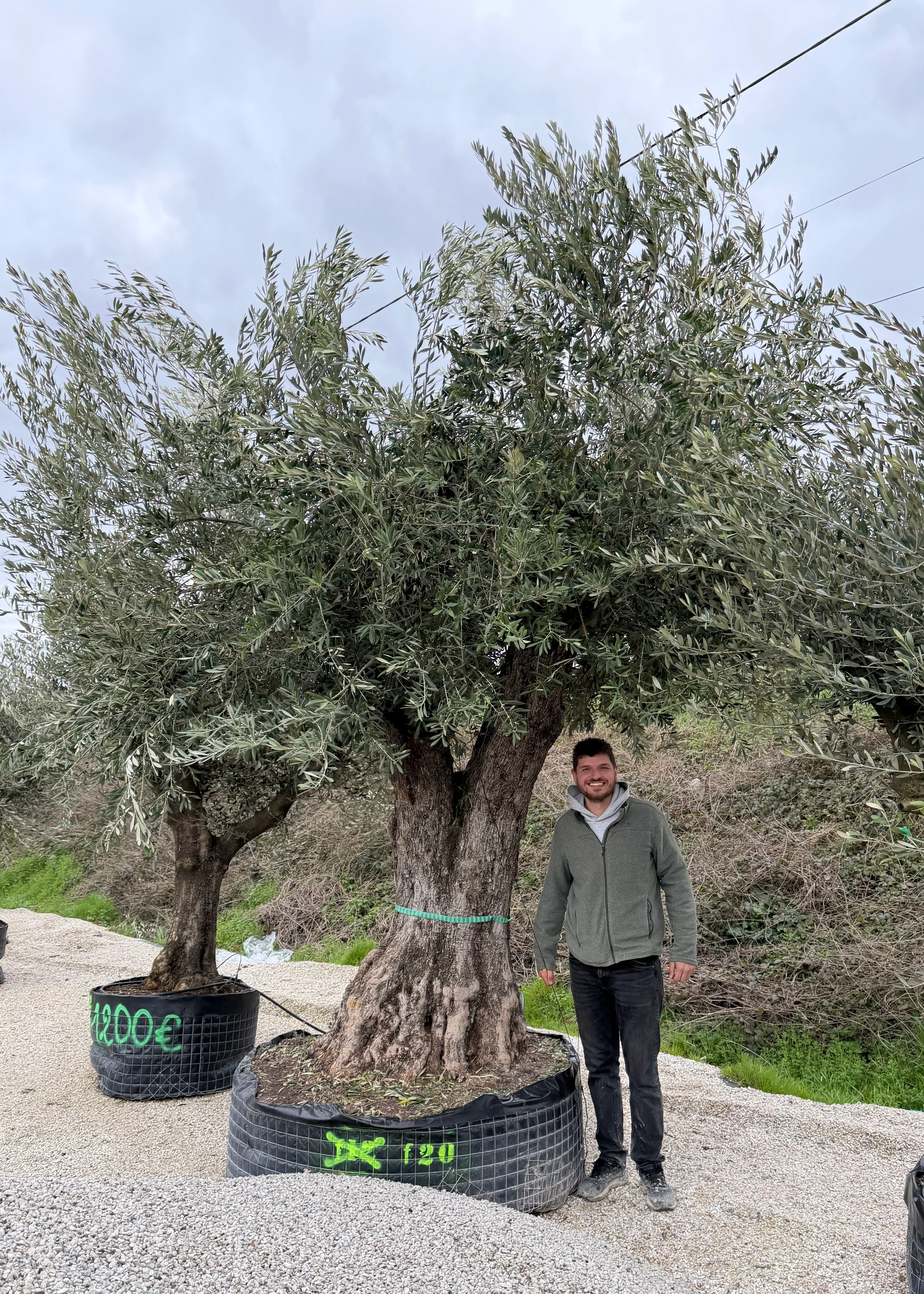 Olivier (Olea Europaea) - Image 44