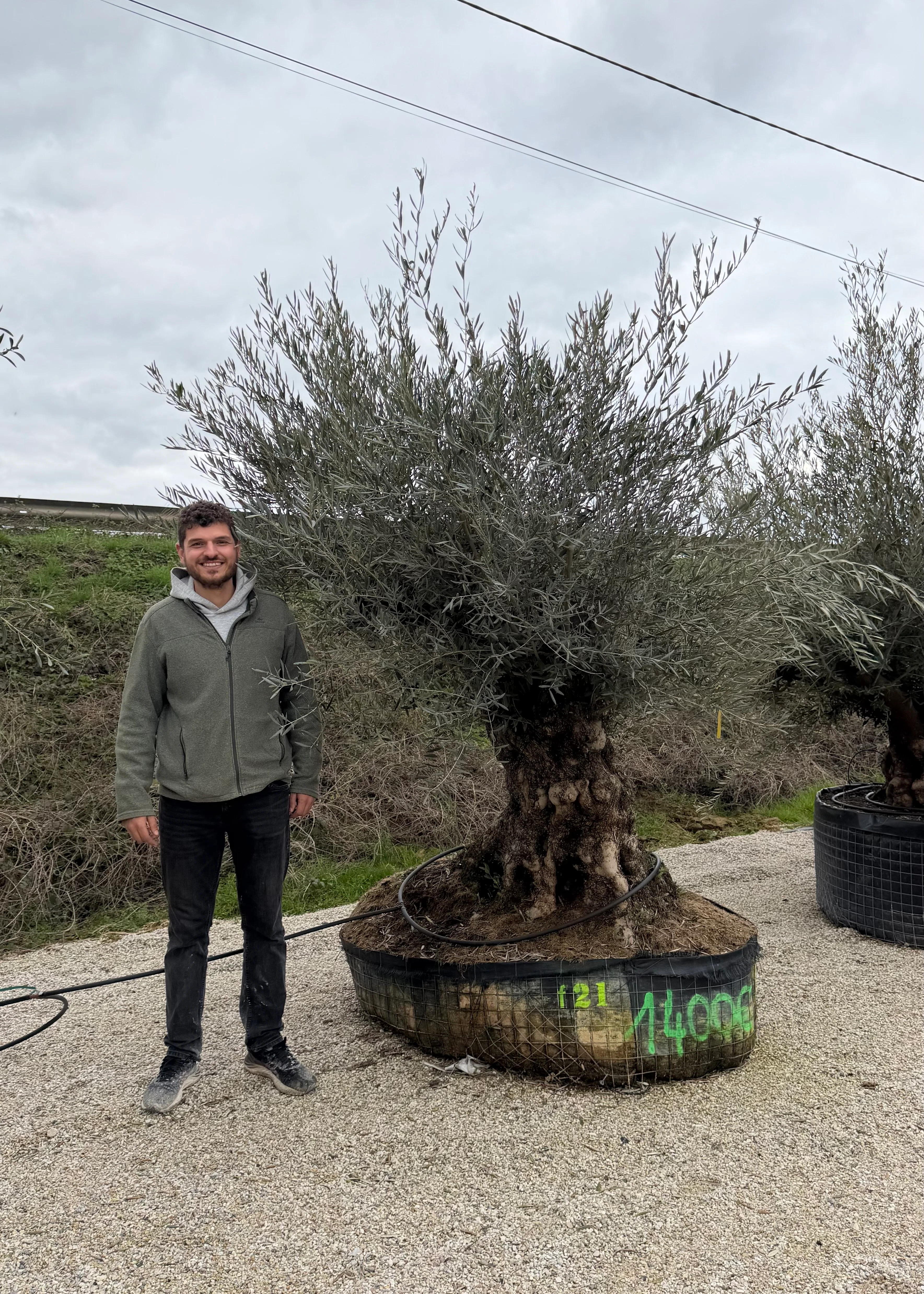 Olivier (Olea Europaea) - Image 45