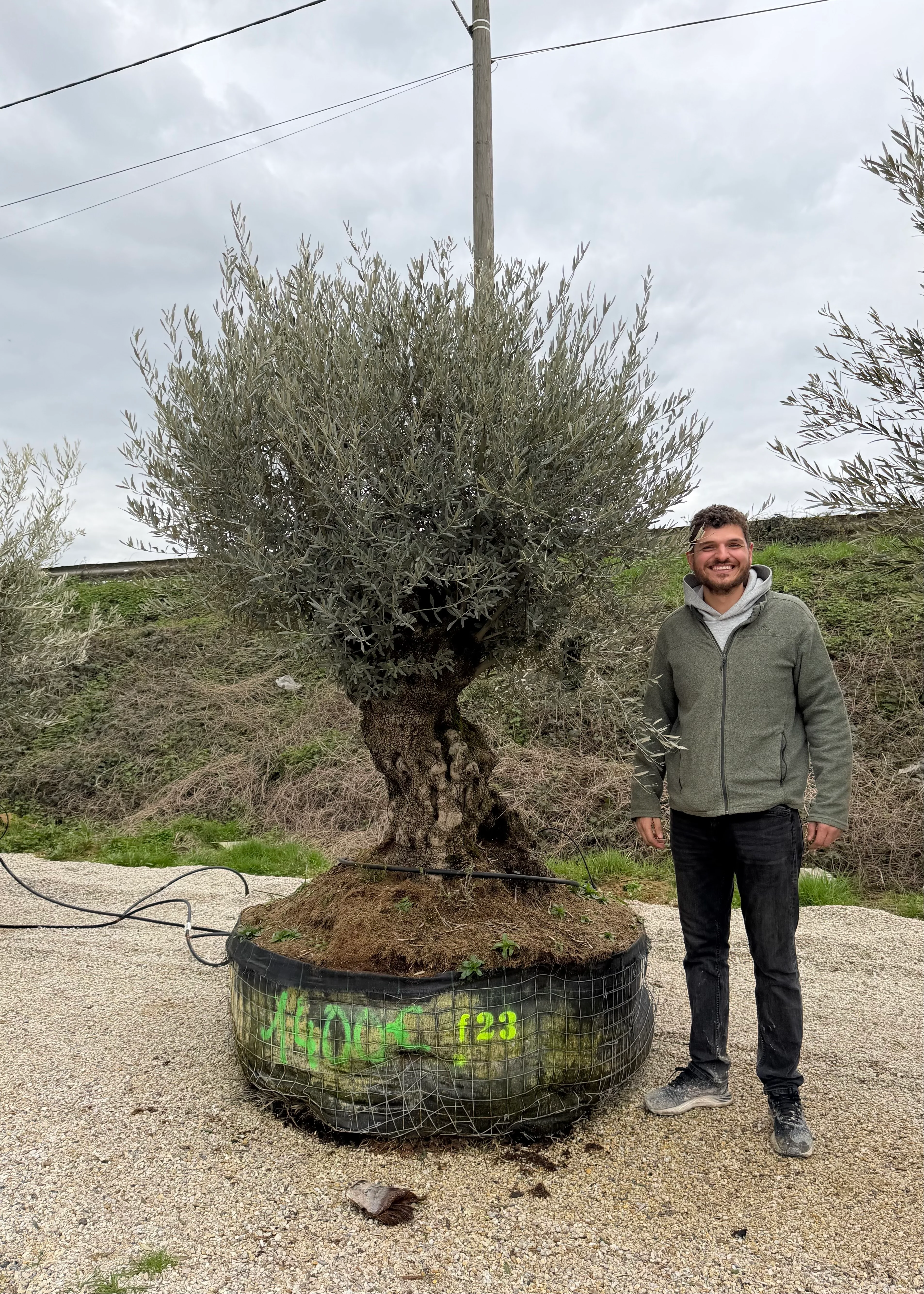 Olivier (Olea Europaea) - Image 47