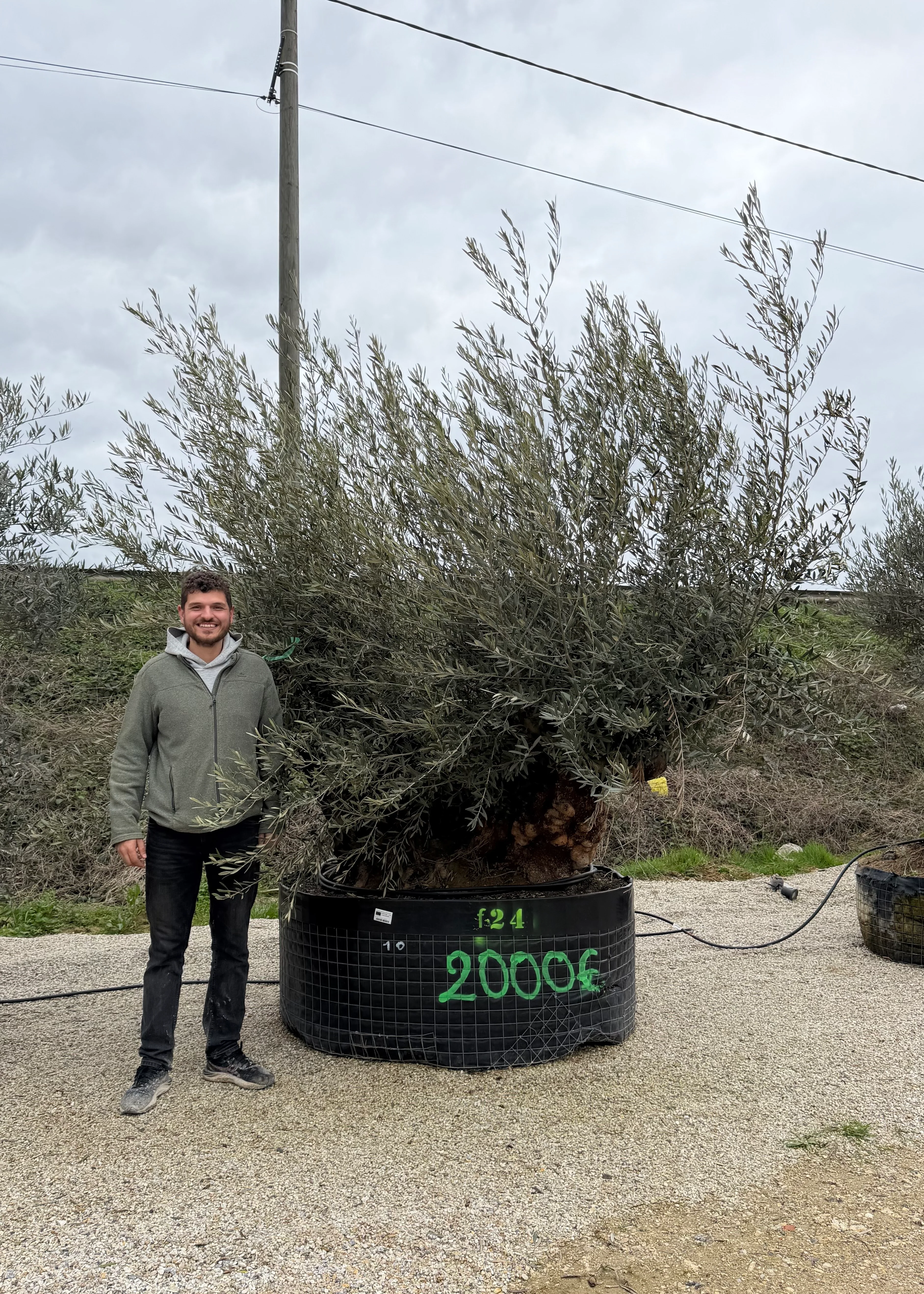 Olivier (Olea Europaea) - Image 48