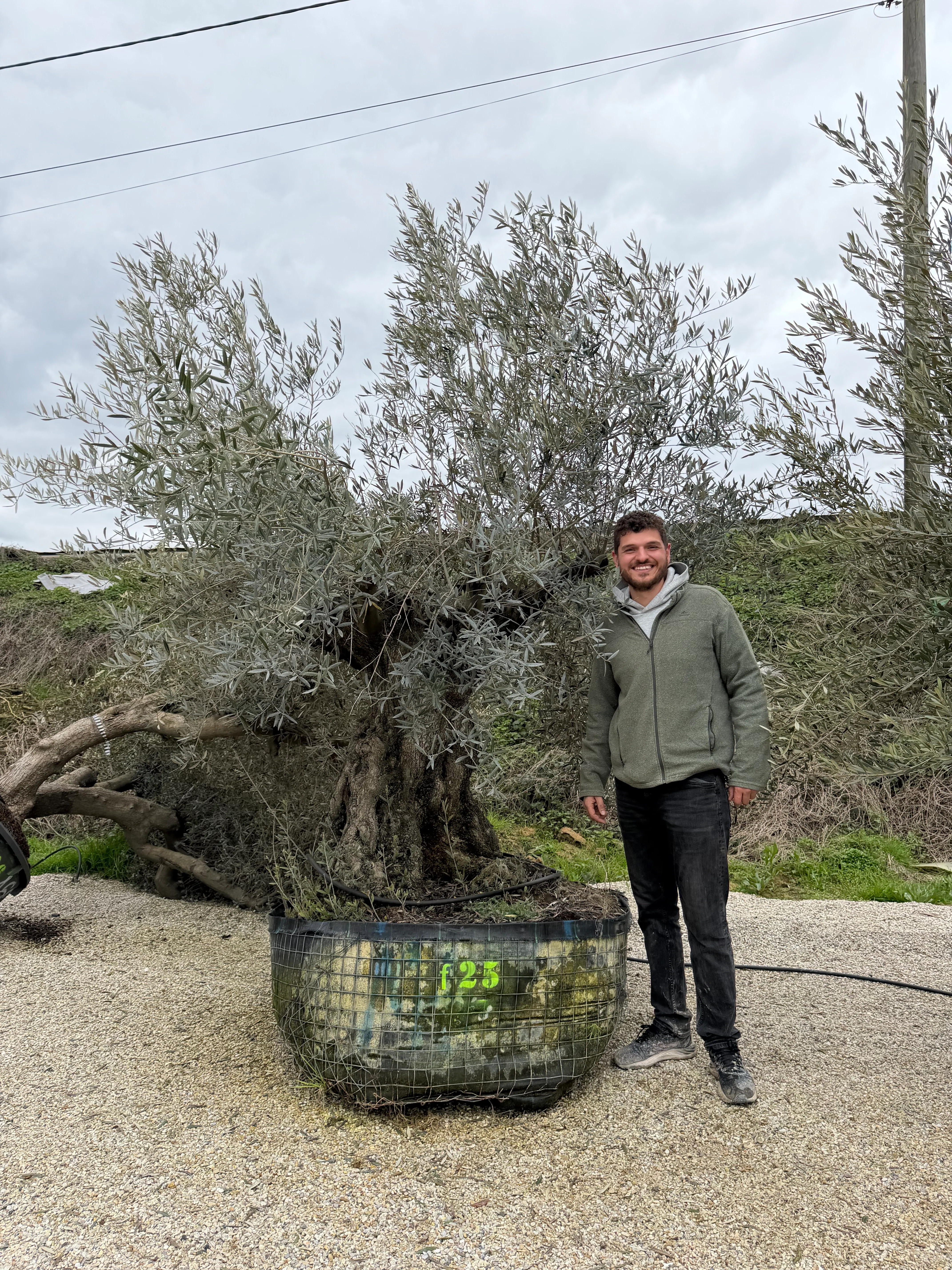 Olivier (Olea Europaea) - Image 49