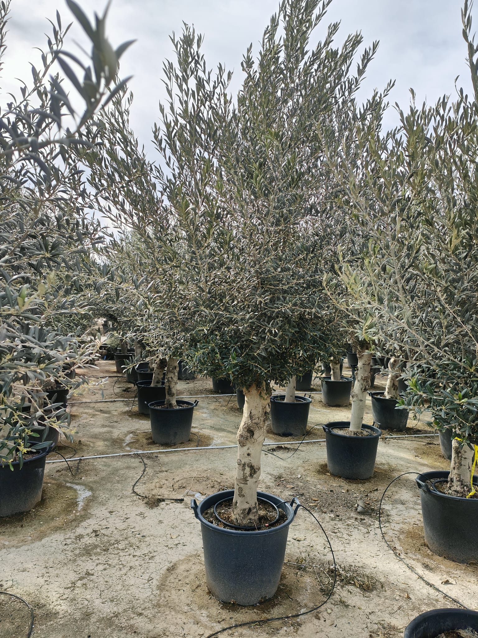 Olivier (Olea Europaea) - Image 5