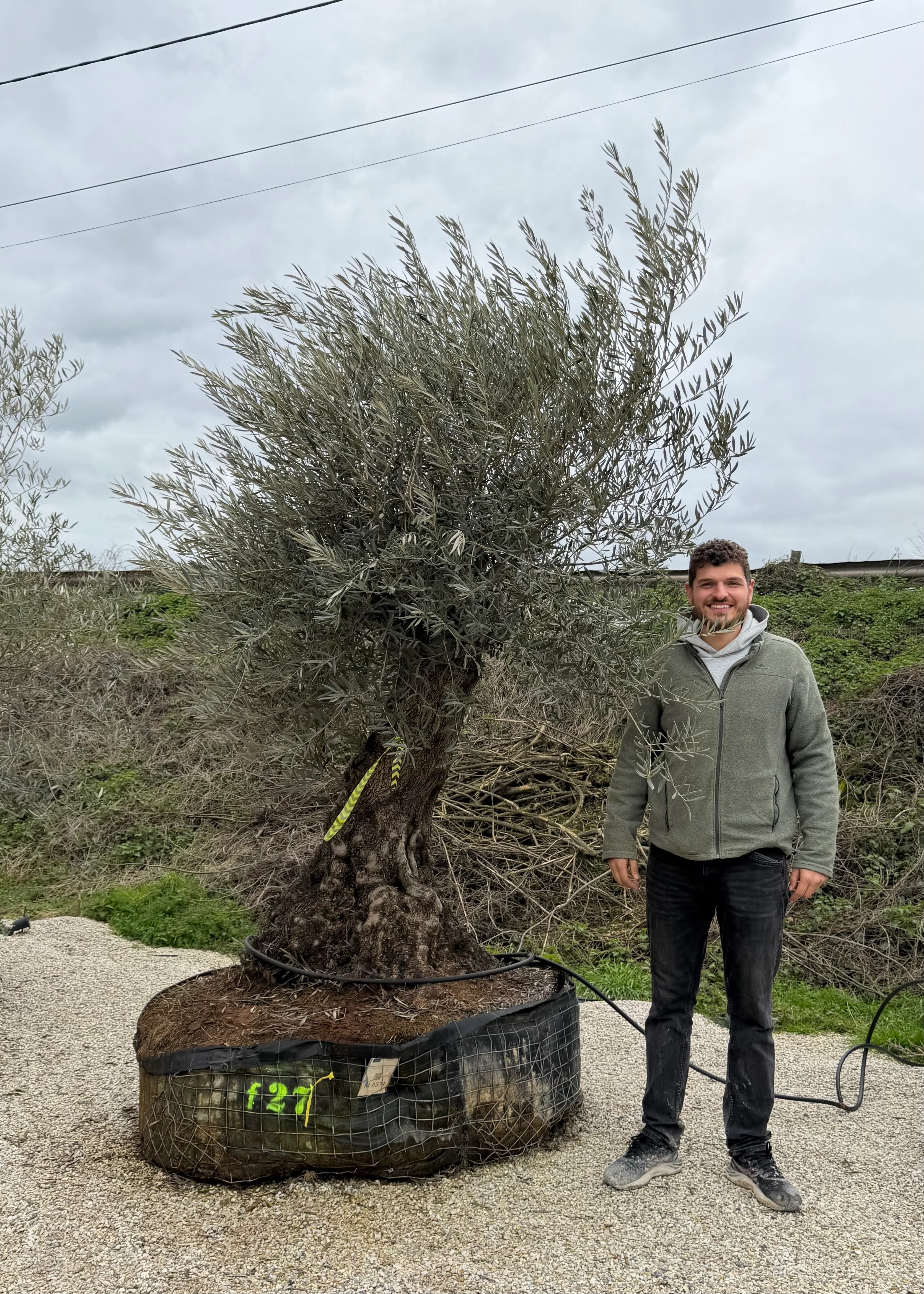 Olivier (Olea Europaea) - Image 50